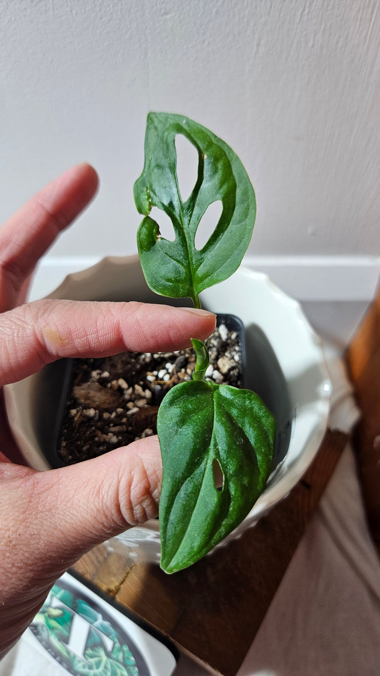 Monstera Obliqua aff La Bonita (MON-352)