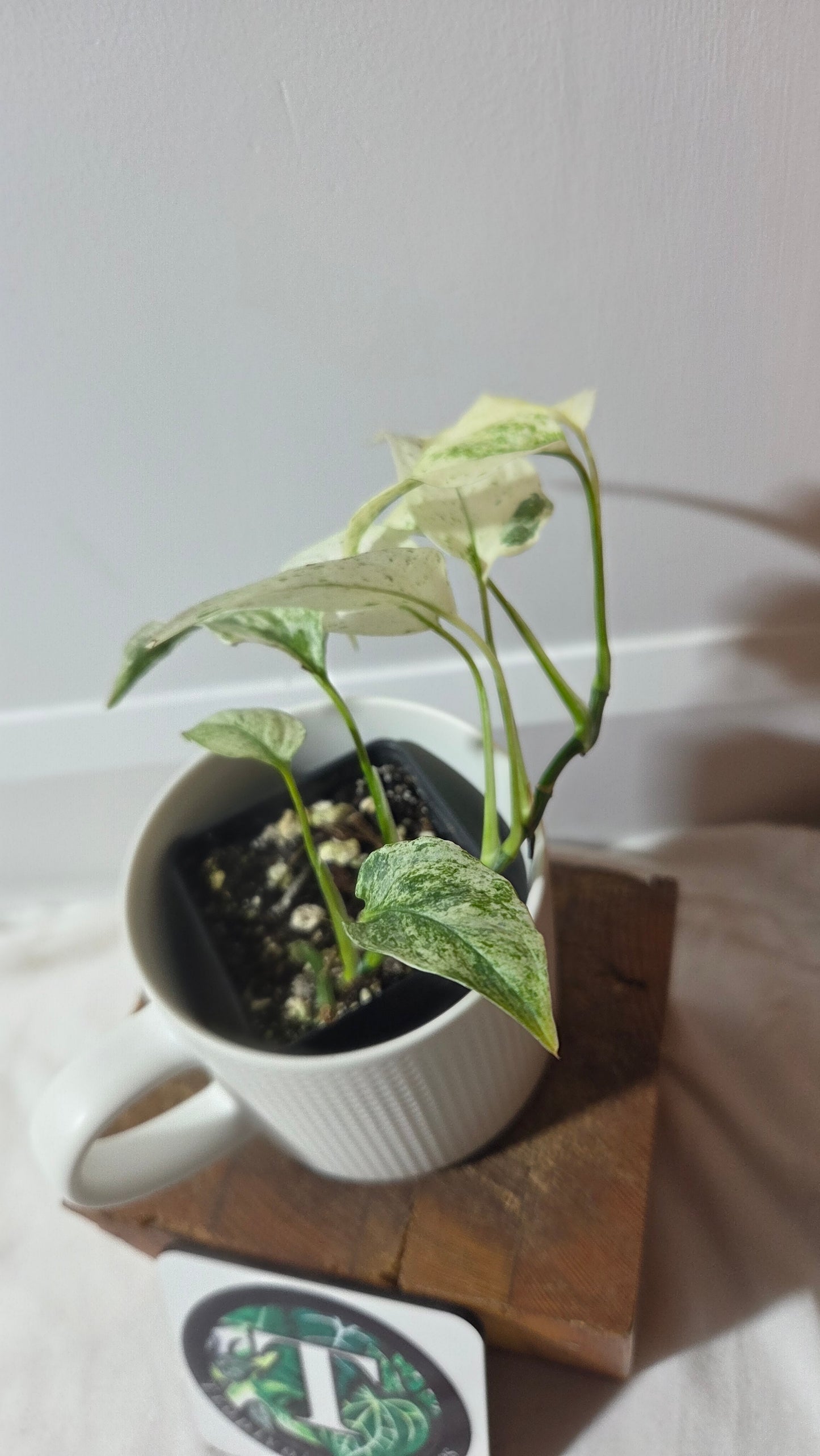 Monstera Laniata Mint (MON-340)