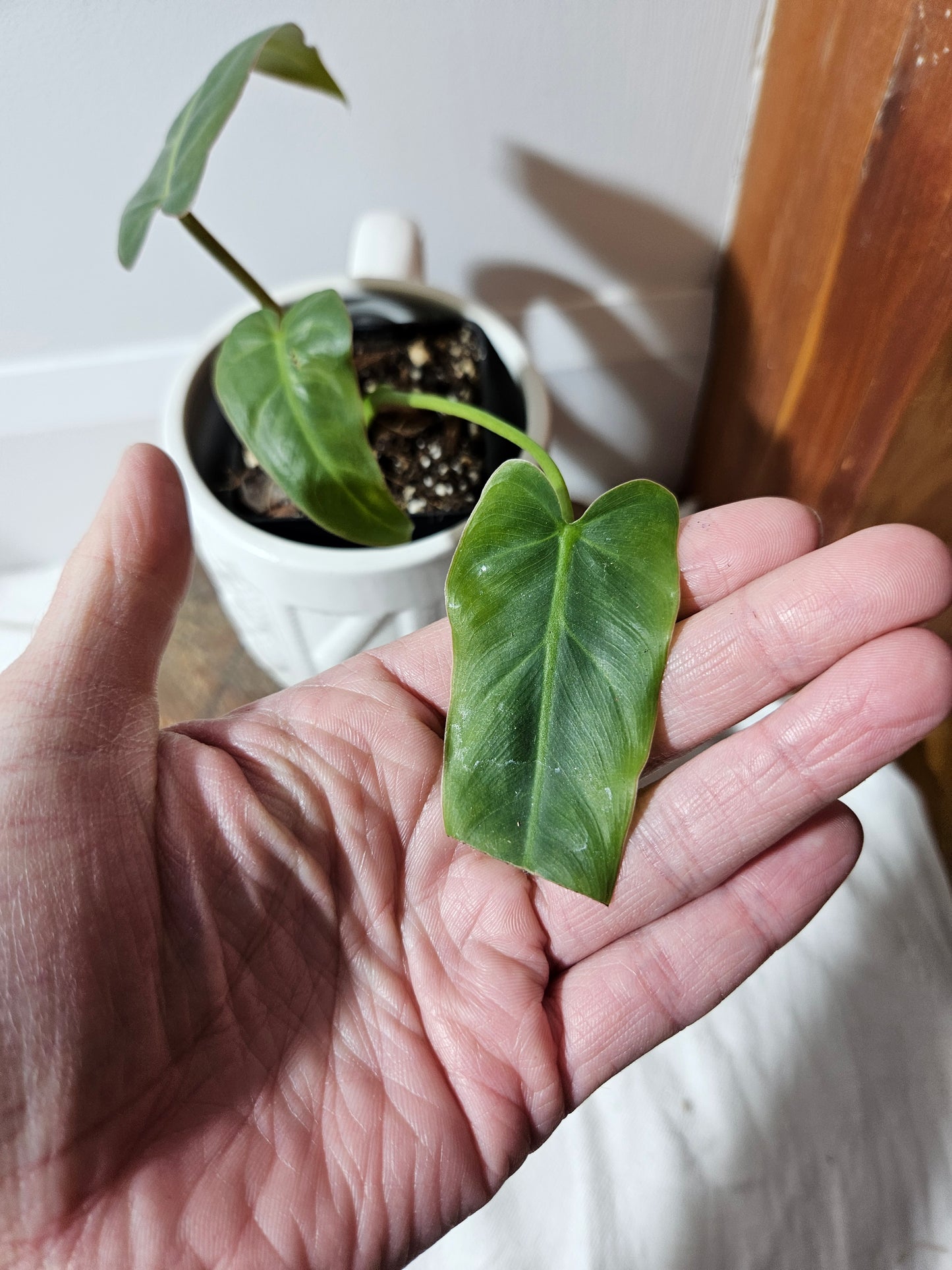 Philodendron Maximum (PHI-383)