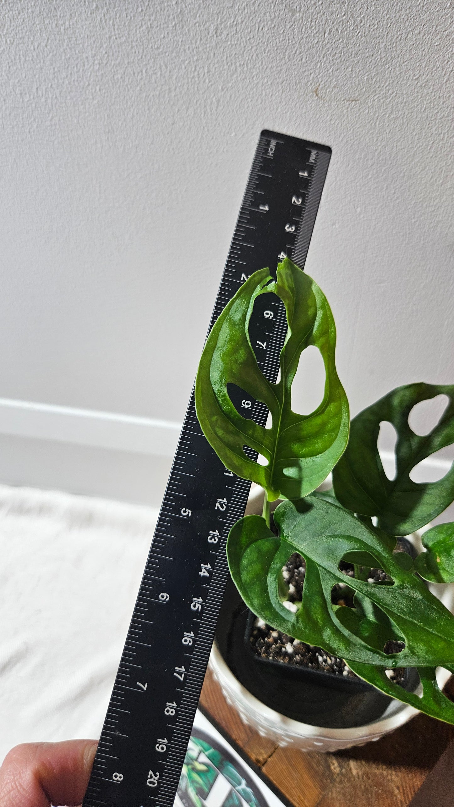 Monstera Obliqua Aff Patchicutza (MON-431)