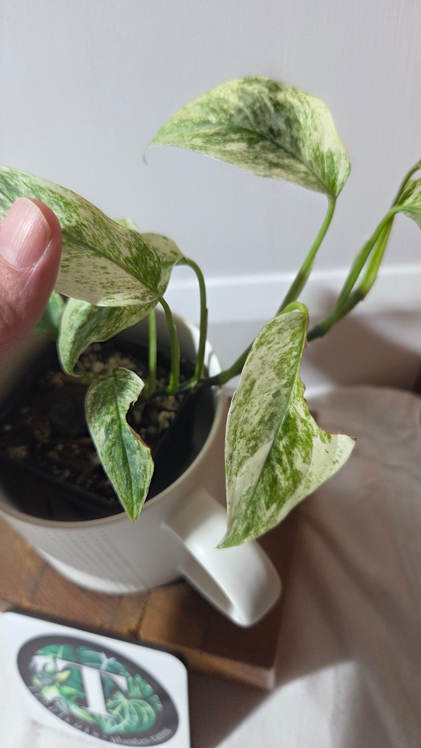 Monstera Laniata Mint (MON-391)