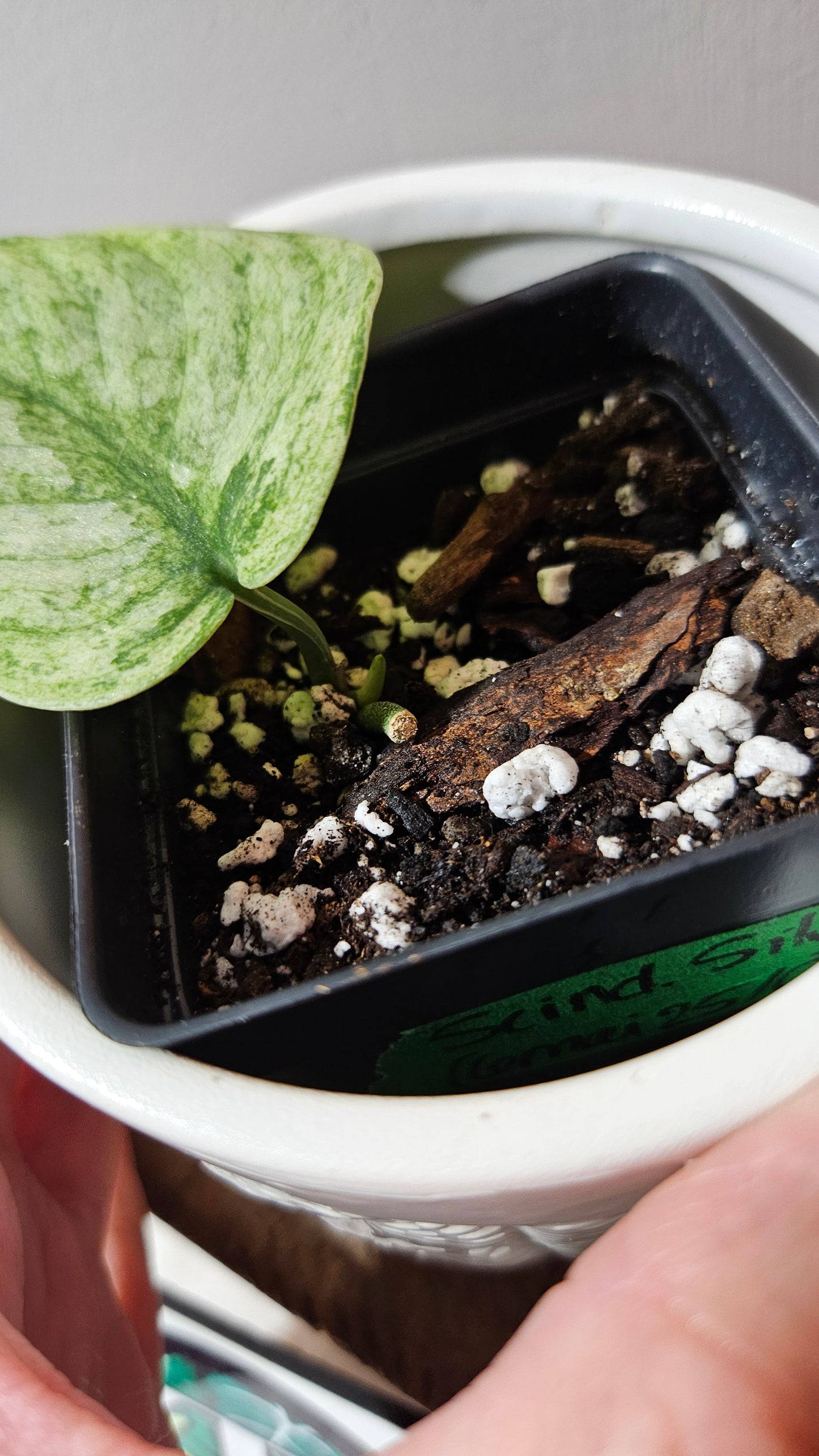 Scindapsus Silver Cloud variegata (SCI-1064)