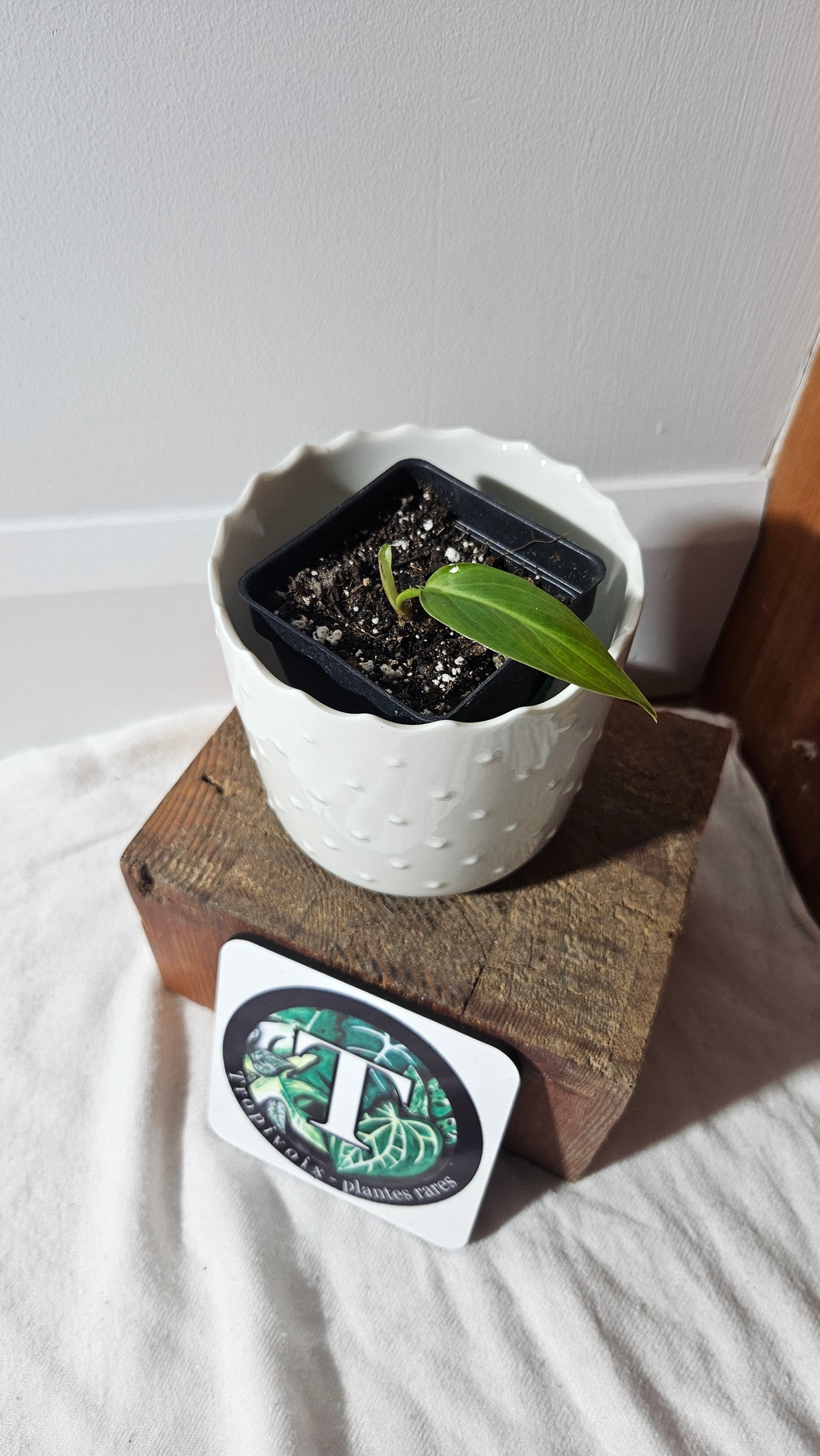 Philodendron Bernadopazi (PHI-764)