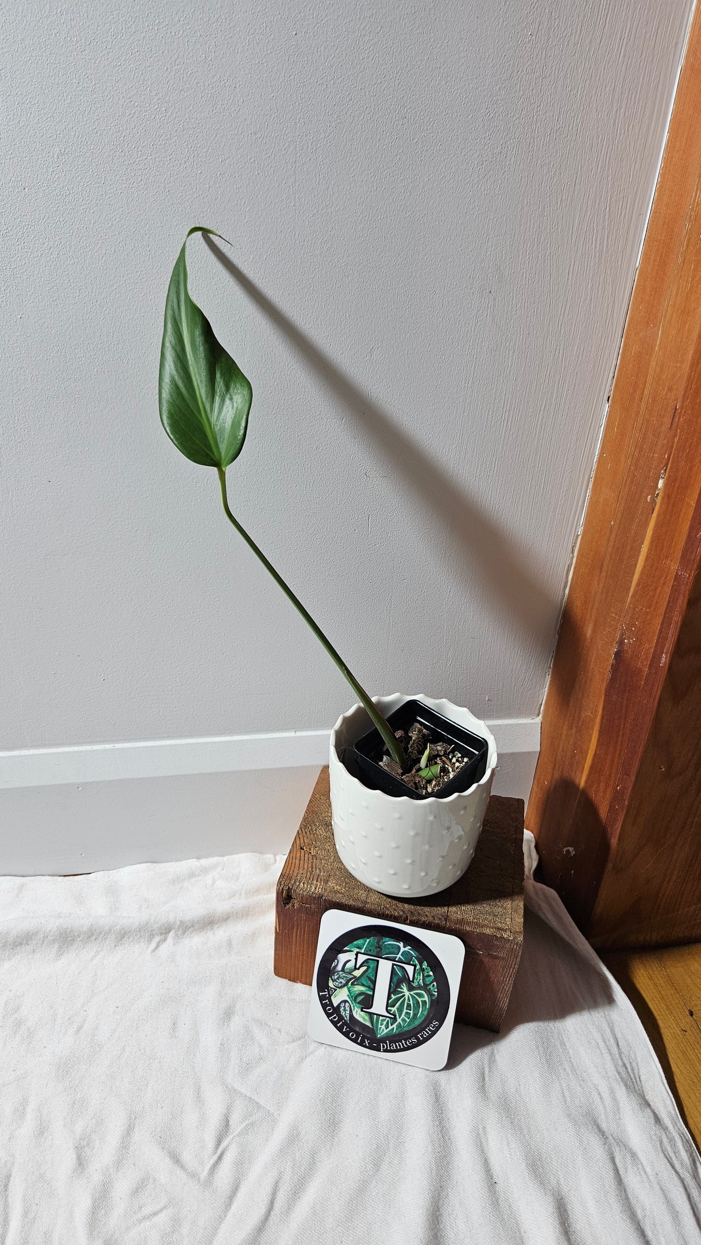 Monstera Burlemarx Flame/Dilacerata (MON-457)