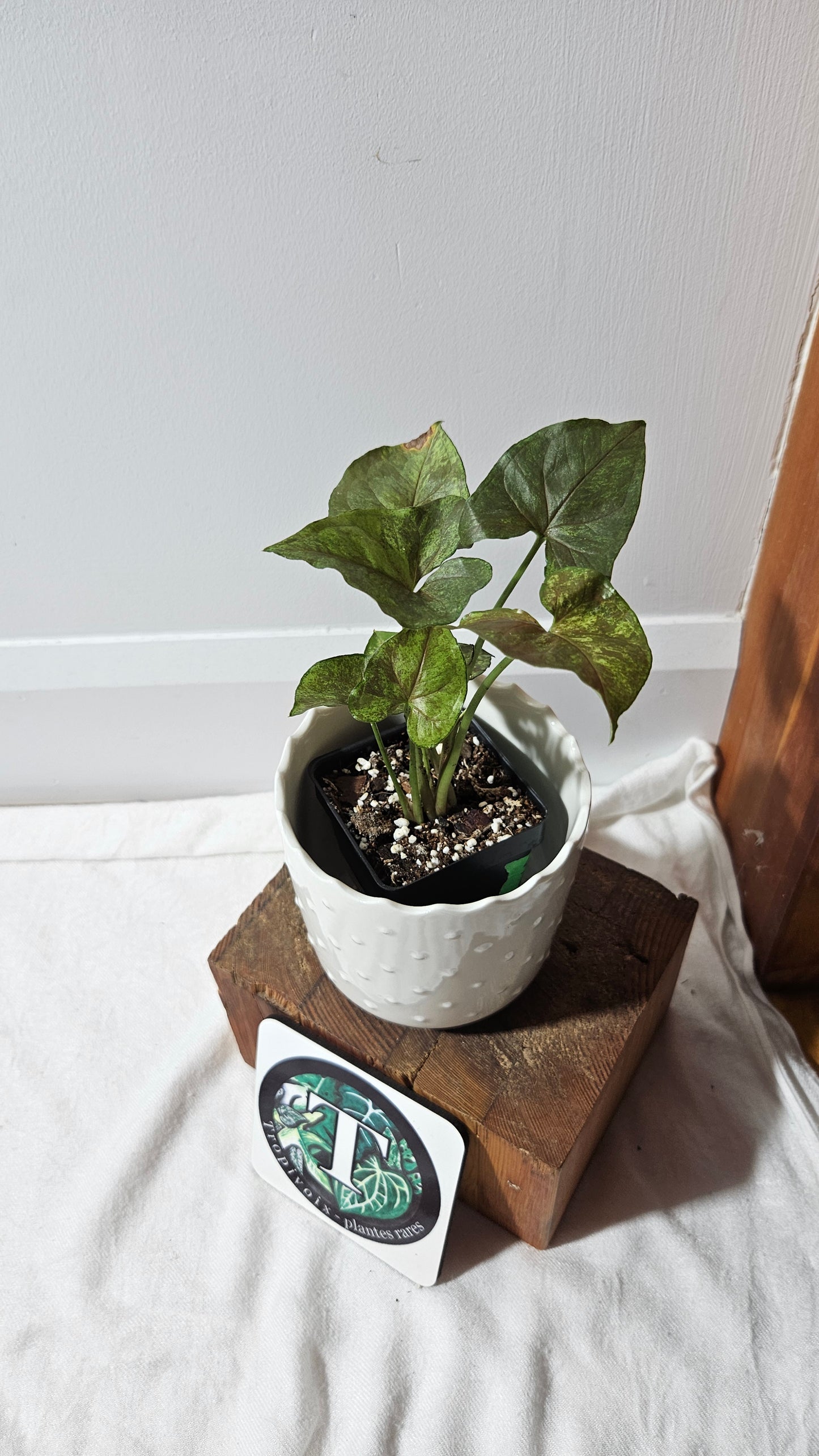 Syngonium Matcha Sprinkle (SYN-431)