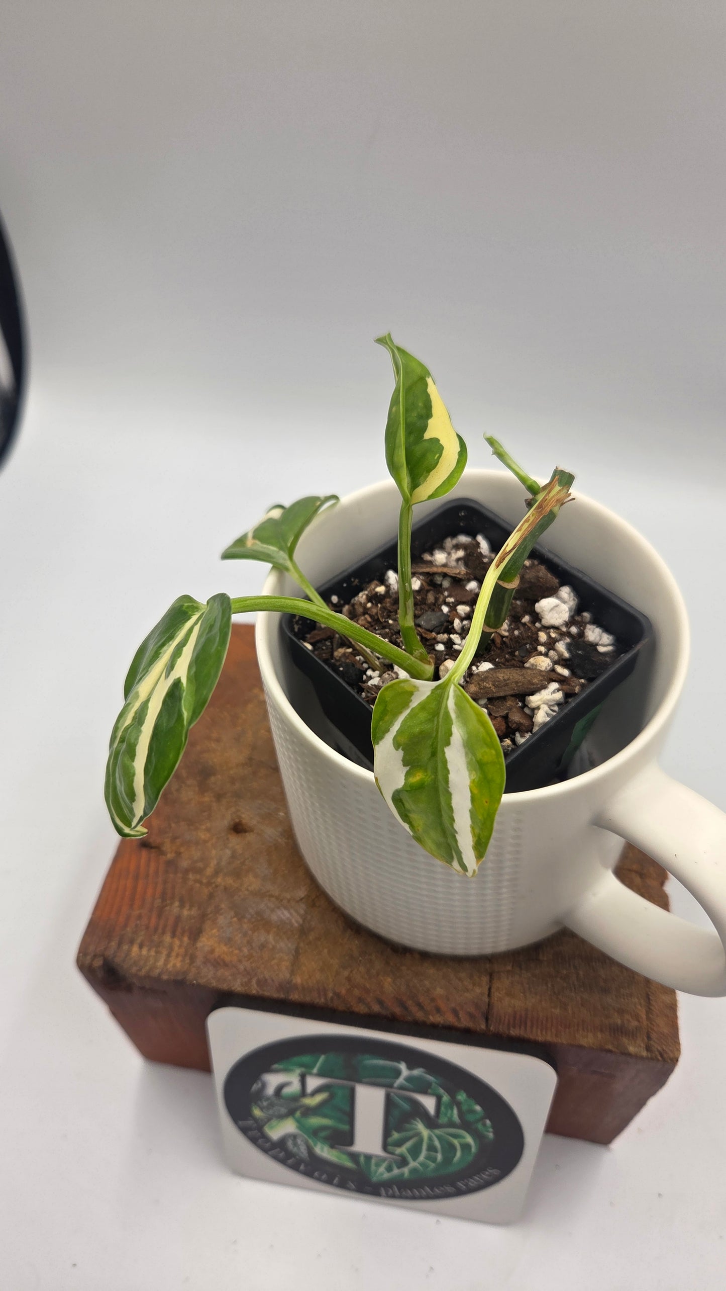 Epipremnum Aureum Glacier (EPI-245)