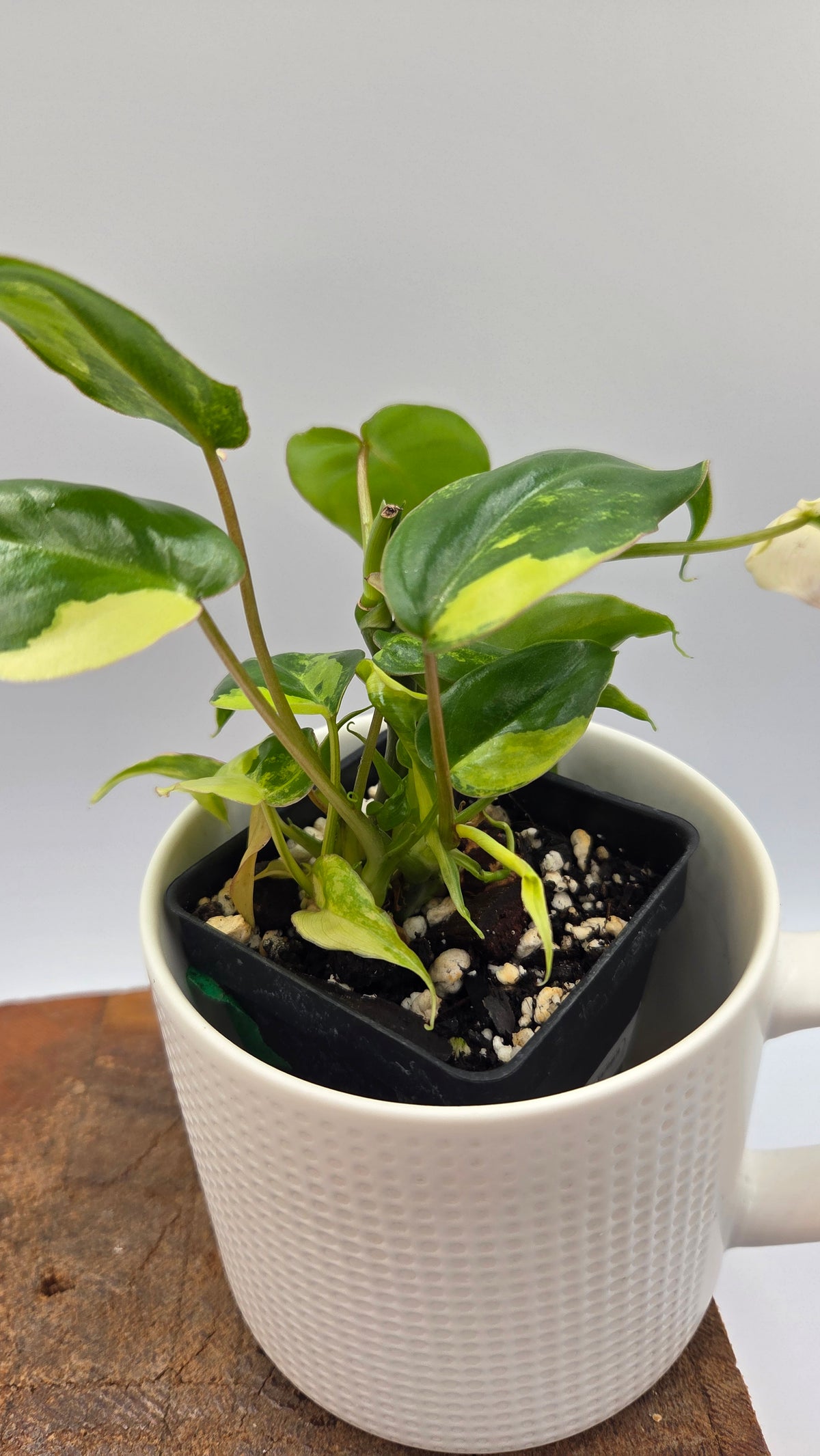 Philodendron Burlemarx Variegata (PHI-1109)