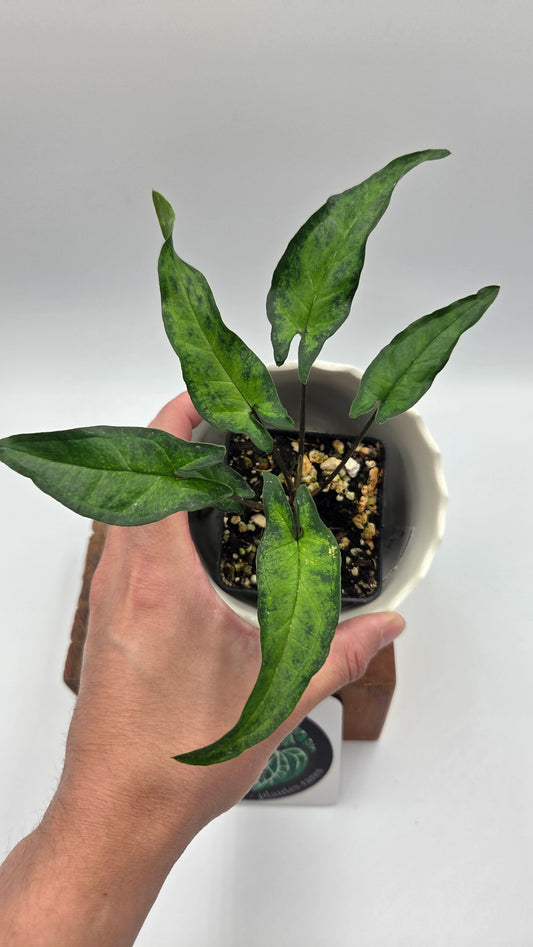 Syngonium Angustatum Albo REVERT (SYN-510)