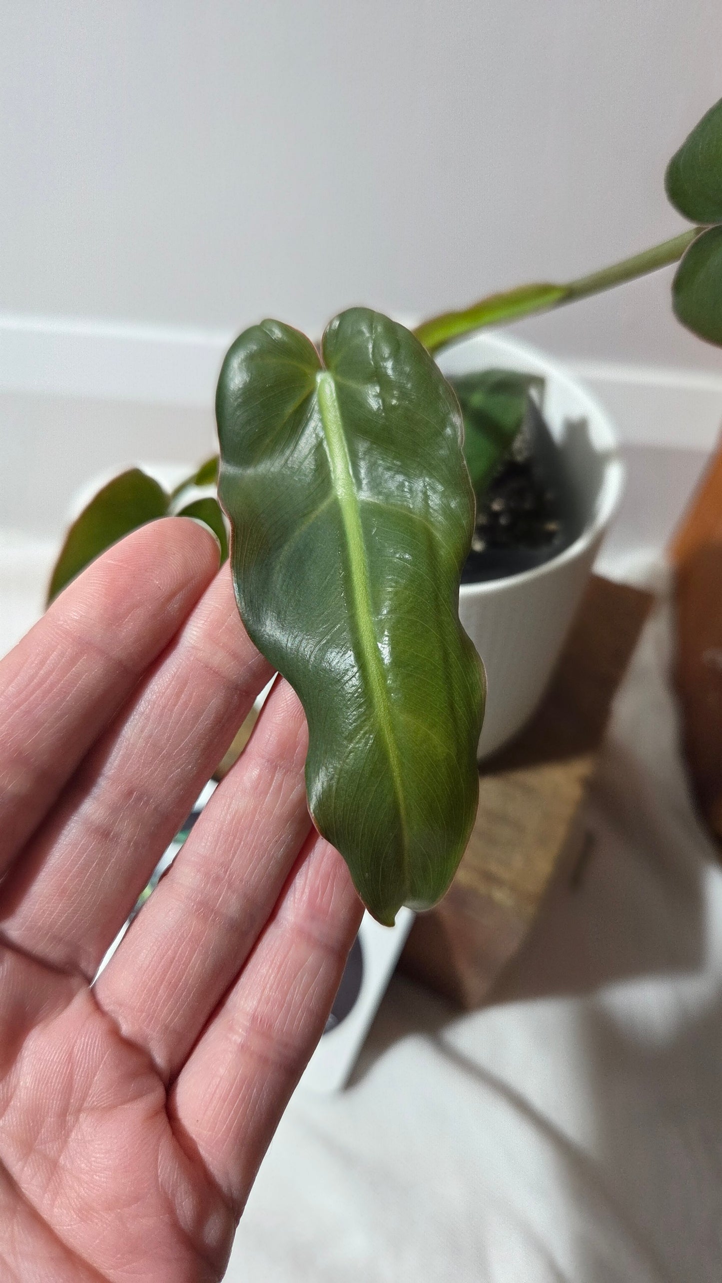 Philodendron Maximum (PHI-981)