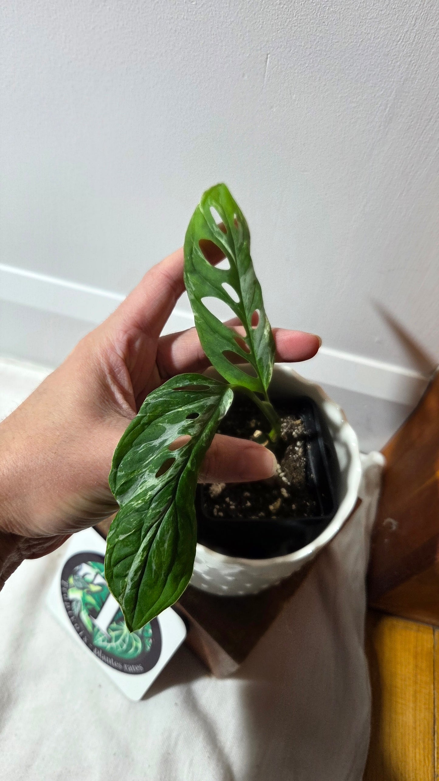 Monstera Andasonii Mint/Indo (MON-499)