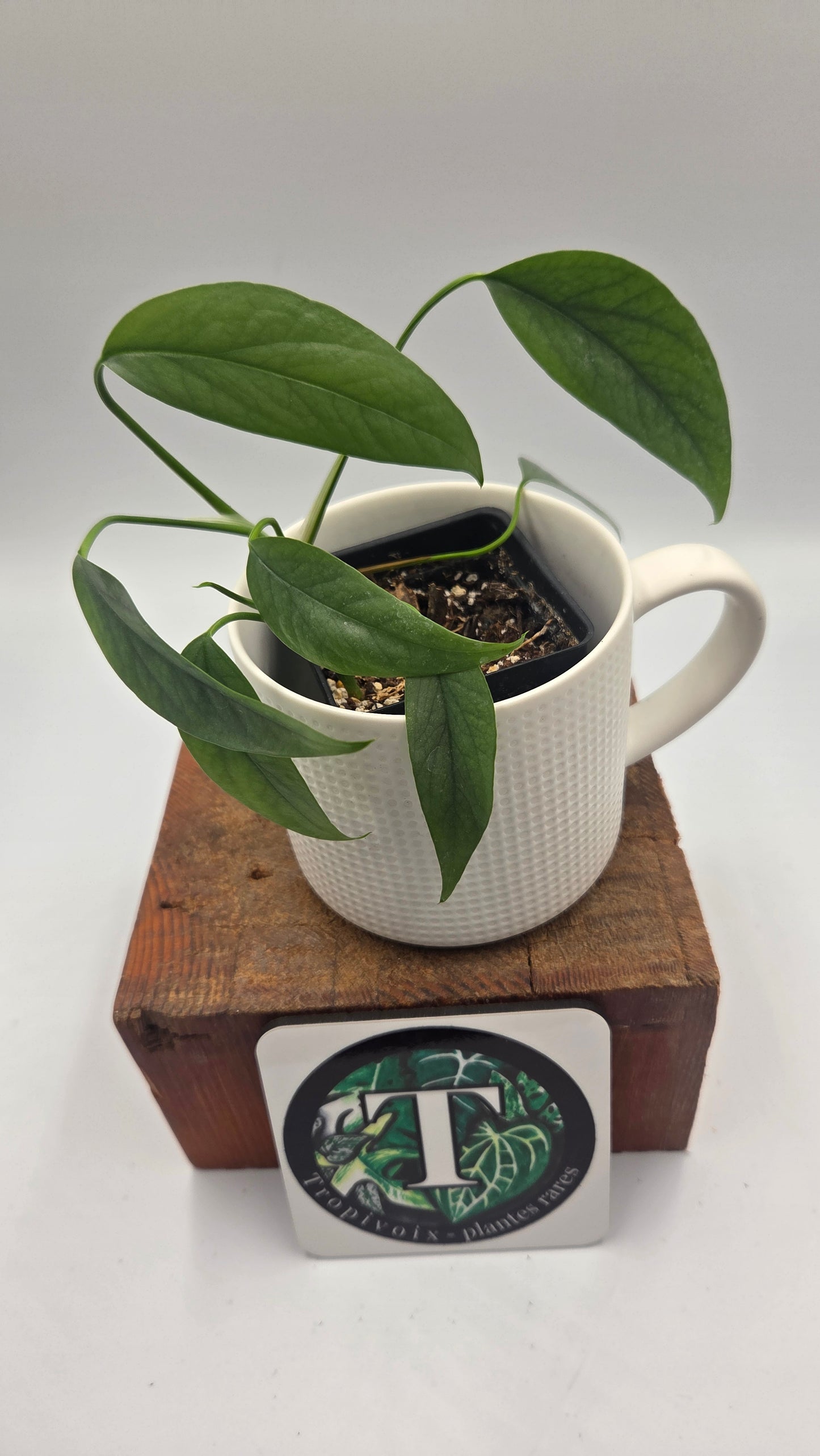 Epipremnum Cebu blue (EPI-170)