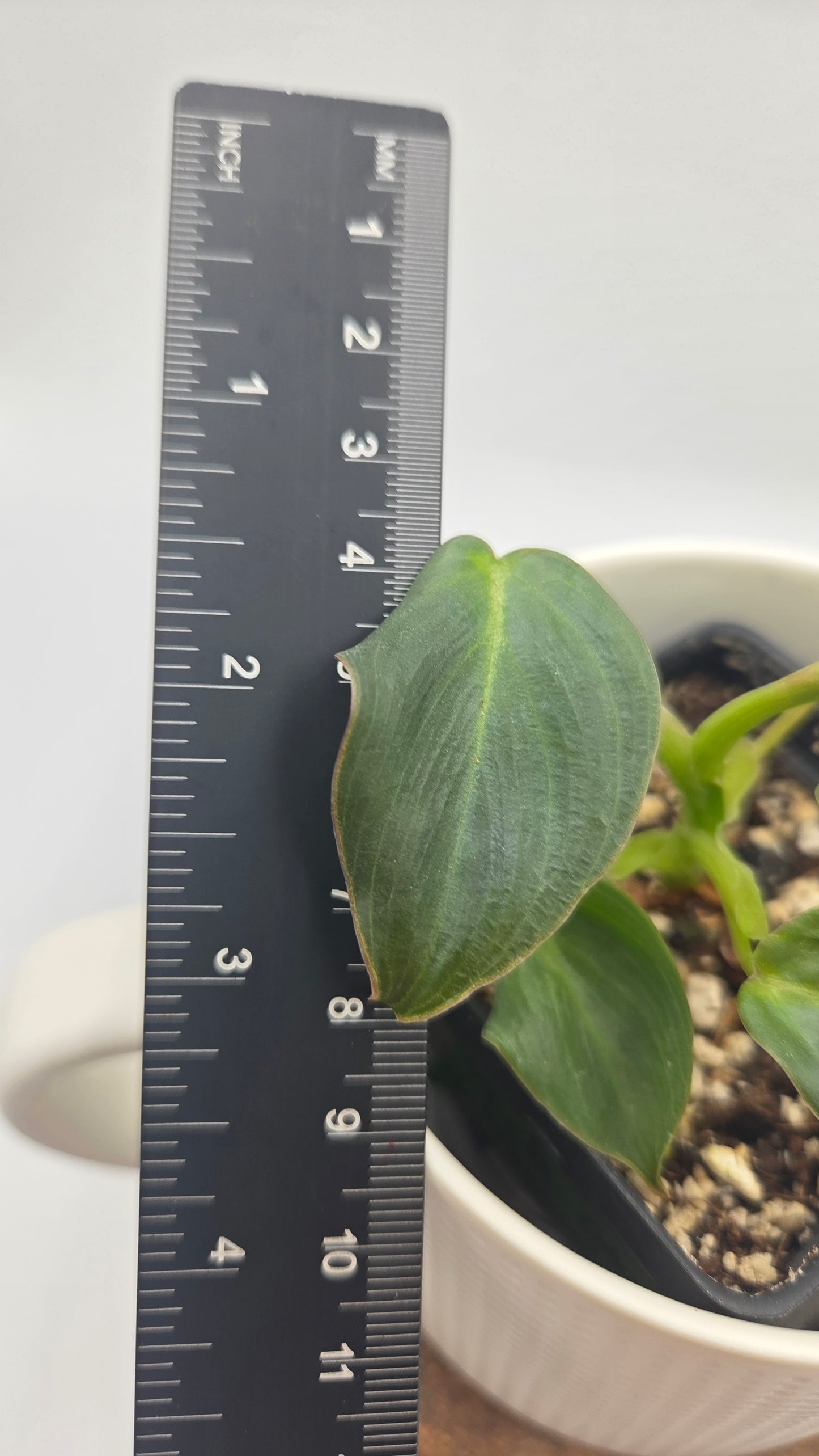 Philodendron Glorious (PHI-1050)