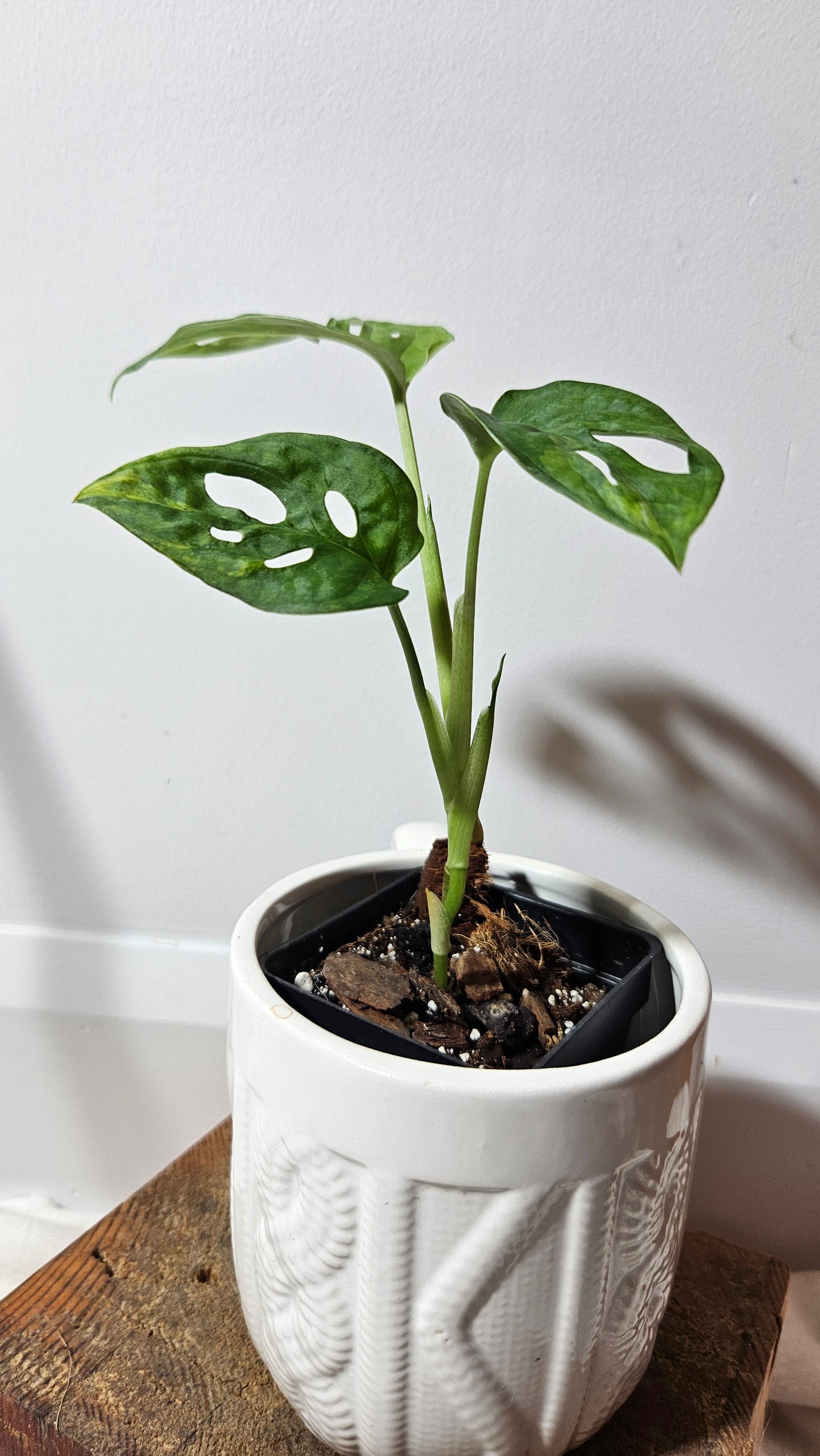 Monstera Andasonii Aurea (MON-223)