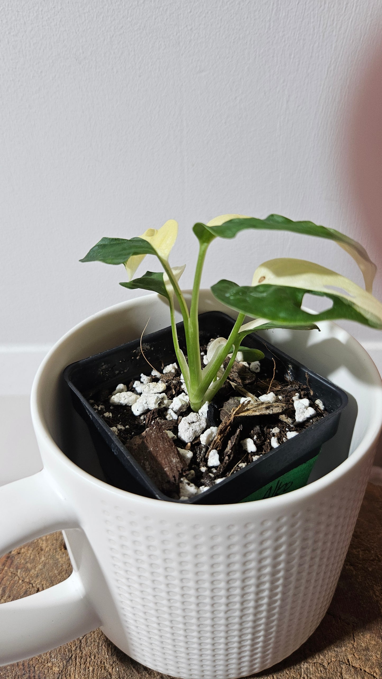 Monstera Andasonii Albo (MON-482)