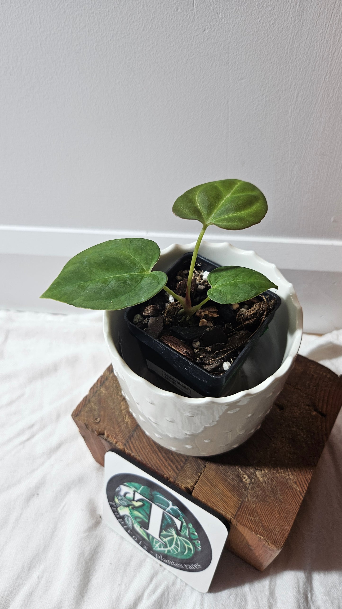 Anthurium Dressleri "format PETIT" (ANT-589)