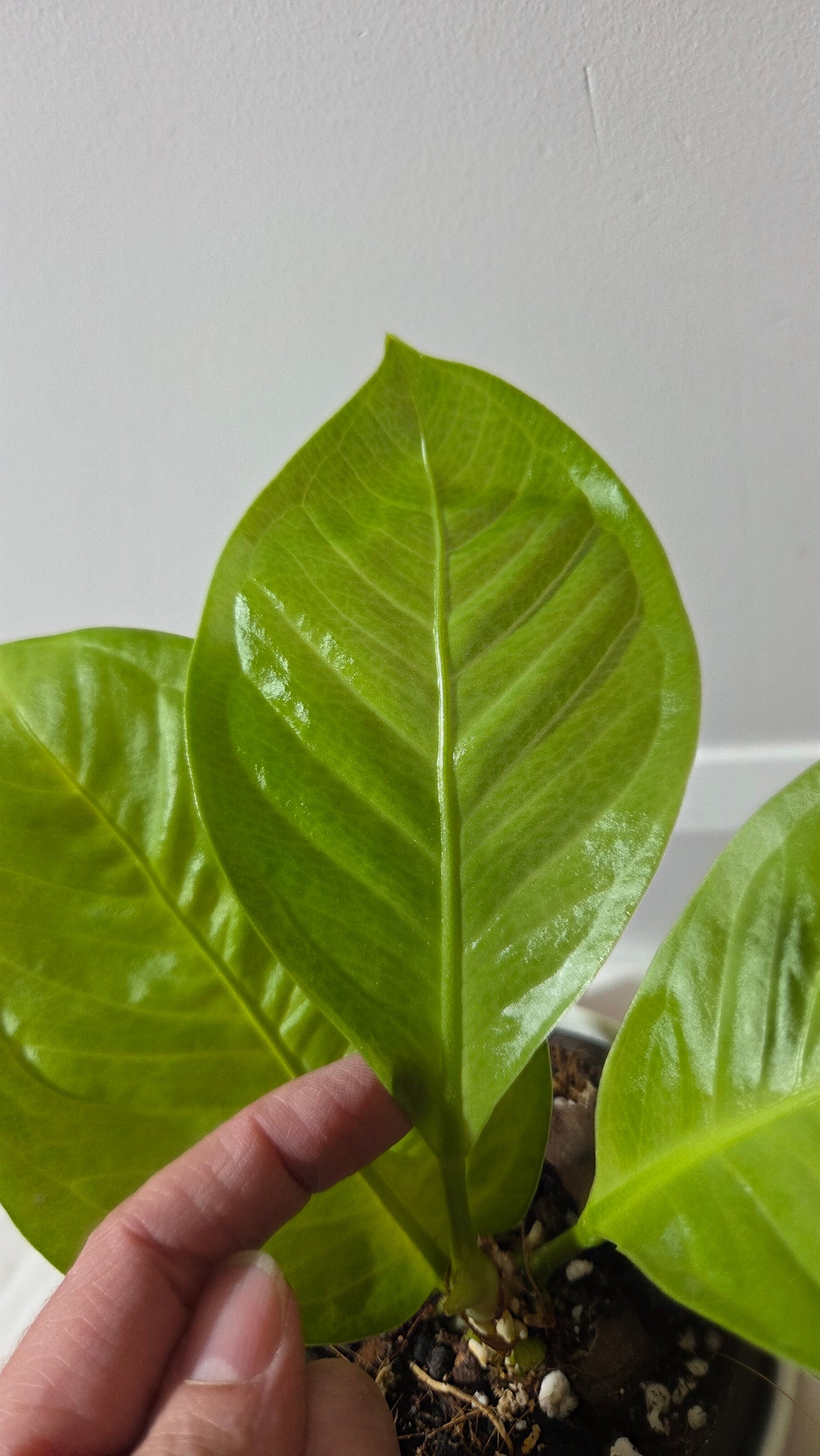 Anthurium Oxycarpum X Reflexinervium "format MOYEN"(ANT-193)