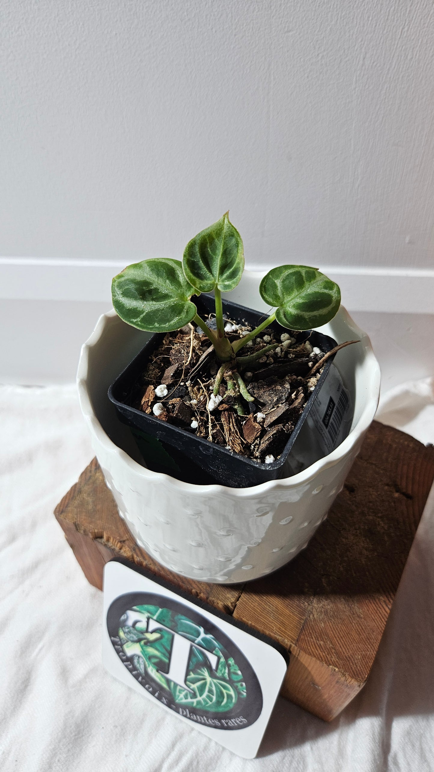 Anthurium Dorayaki Silver "format SEEDLING"( ANT-574)