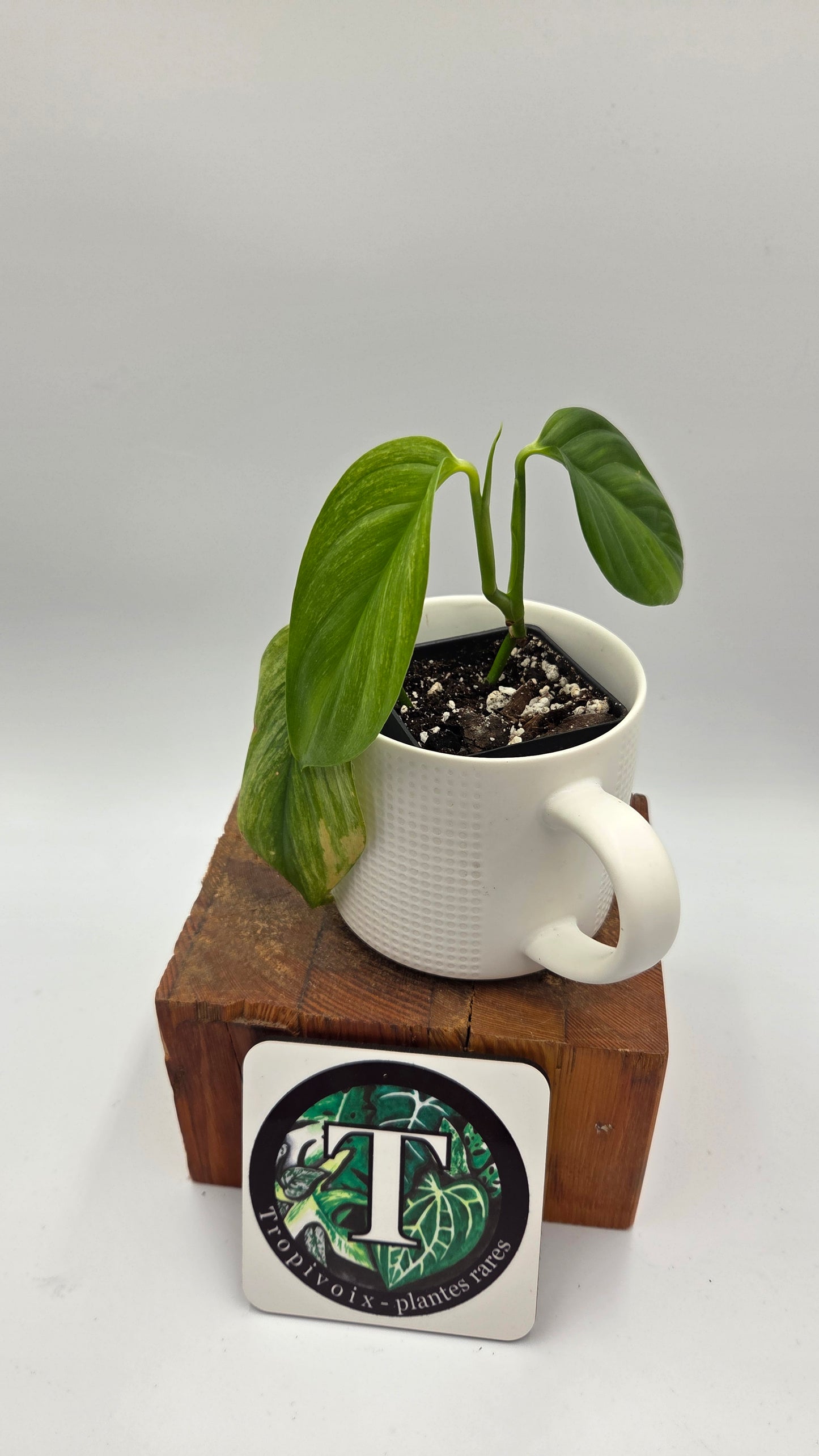 Scindapsus Longistipitatum Mint (SCI-1316)