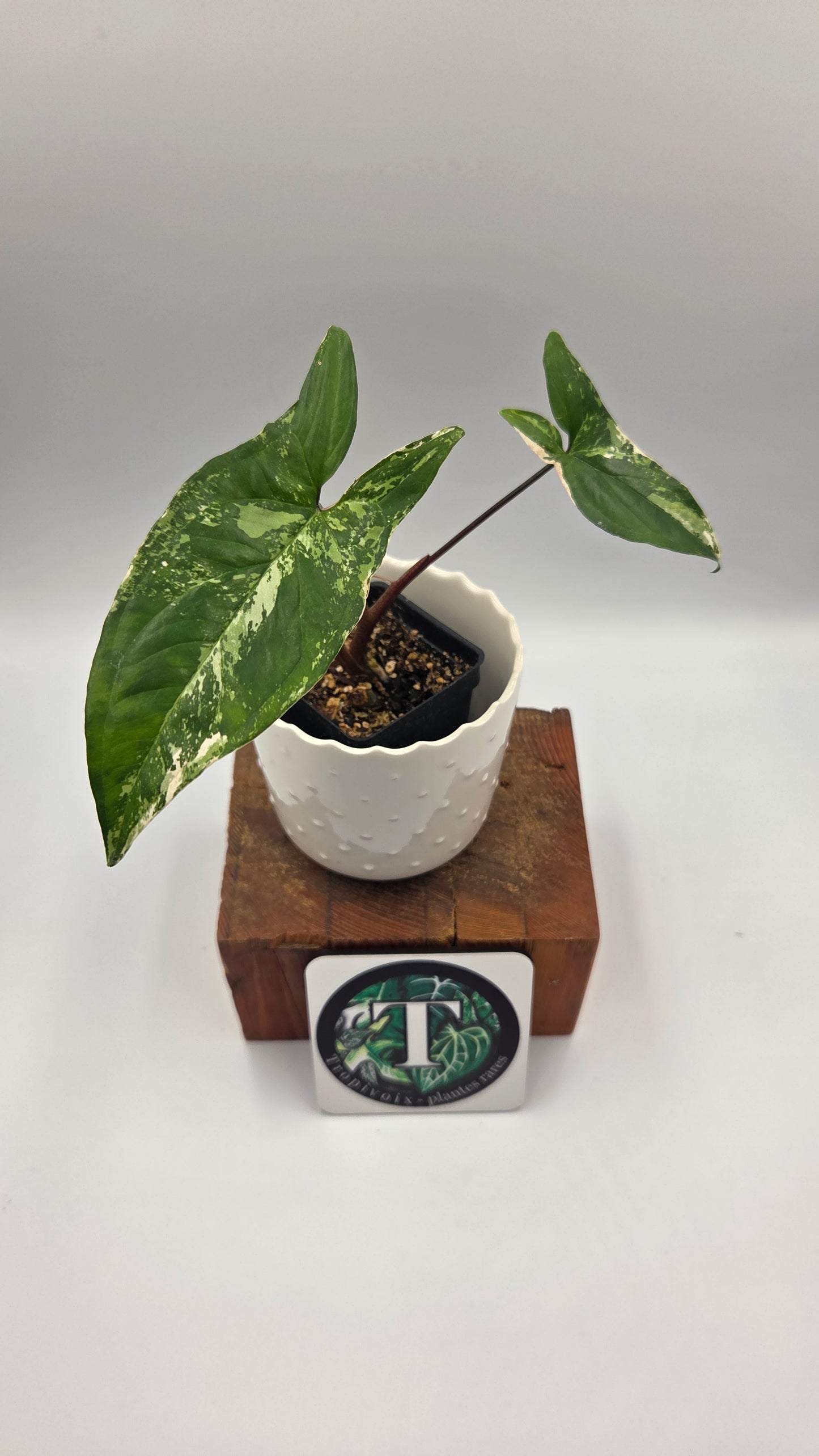 Syngonium Albo (SYN-497)
