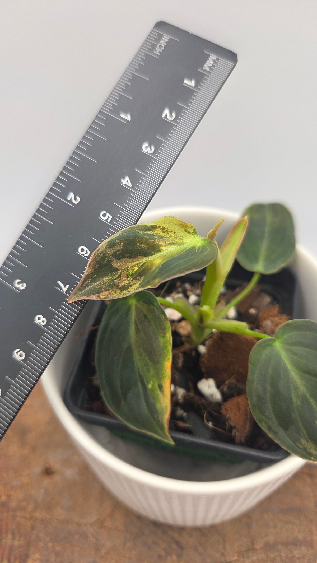 Philodendron Melanochrysum Variegata (PHI-1084)