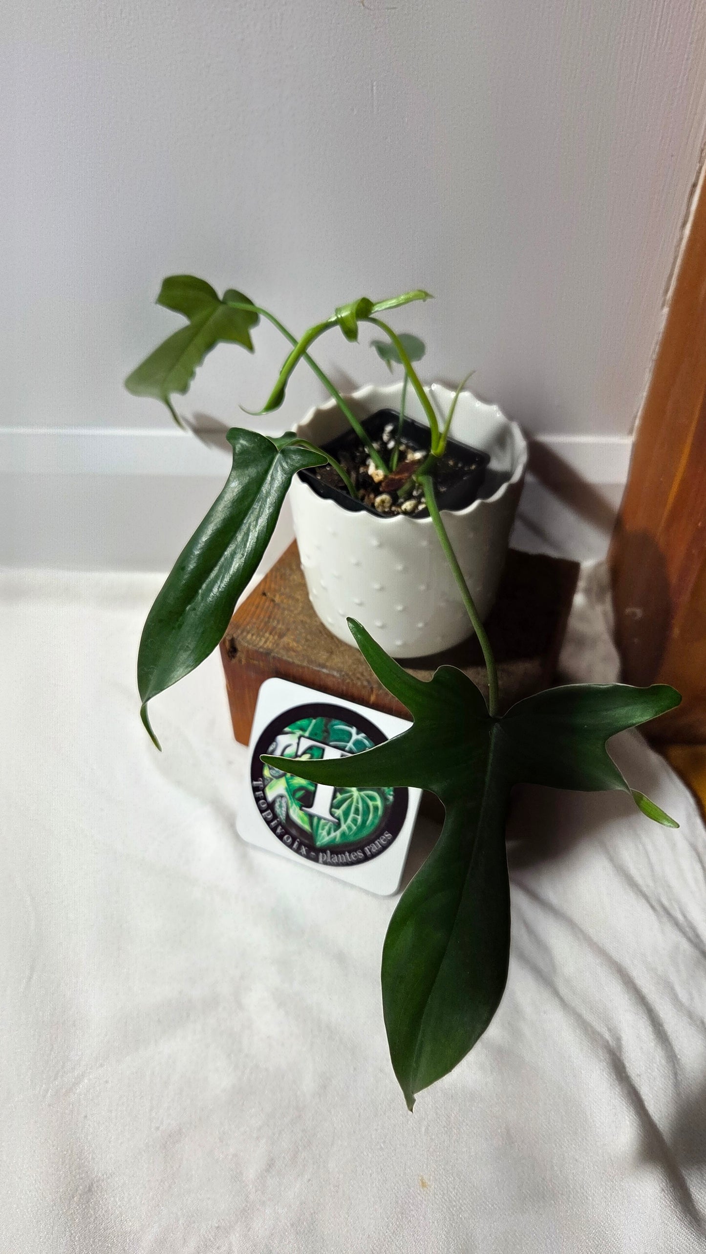 Philodendron Gladhands (PHI-957)