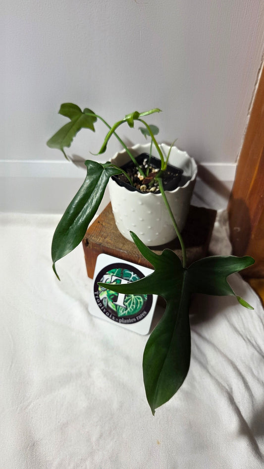 Philodendron Gladhands (PHI-957)