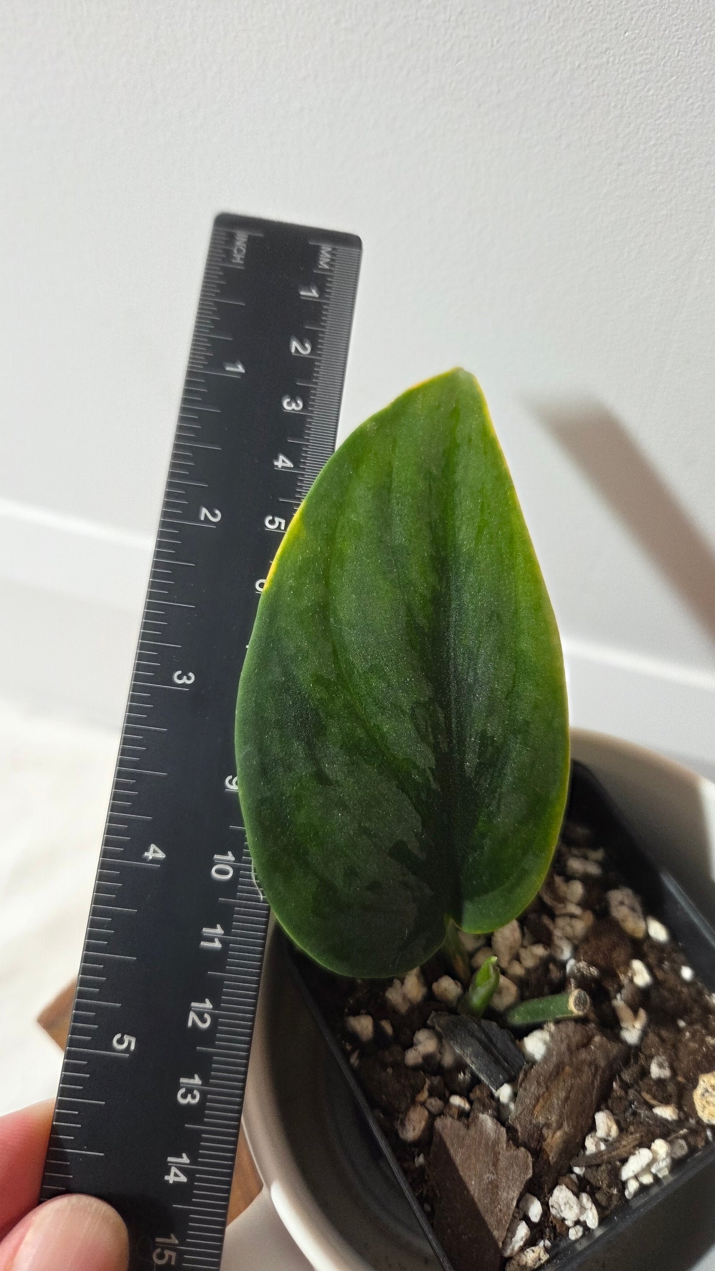 Scindapsus Blurik (SCI-1410)