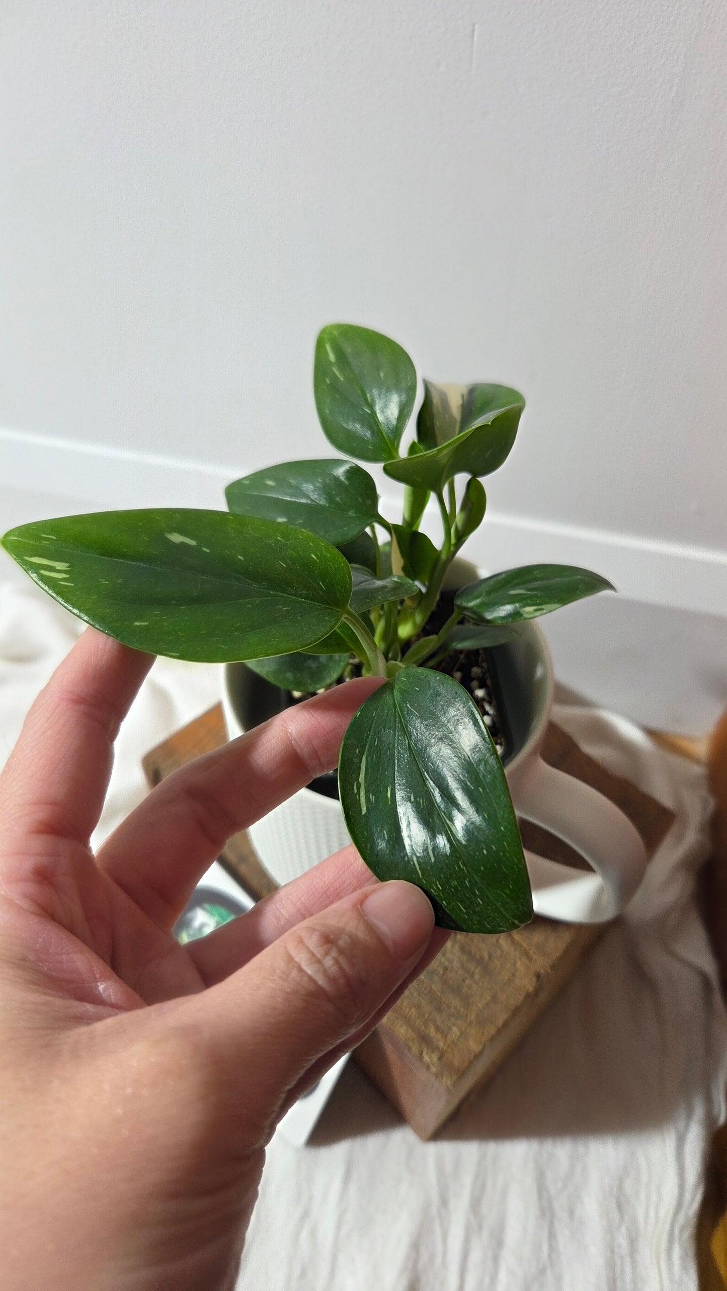 Monstera Standleyana Albo (MON-487)