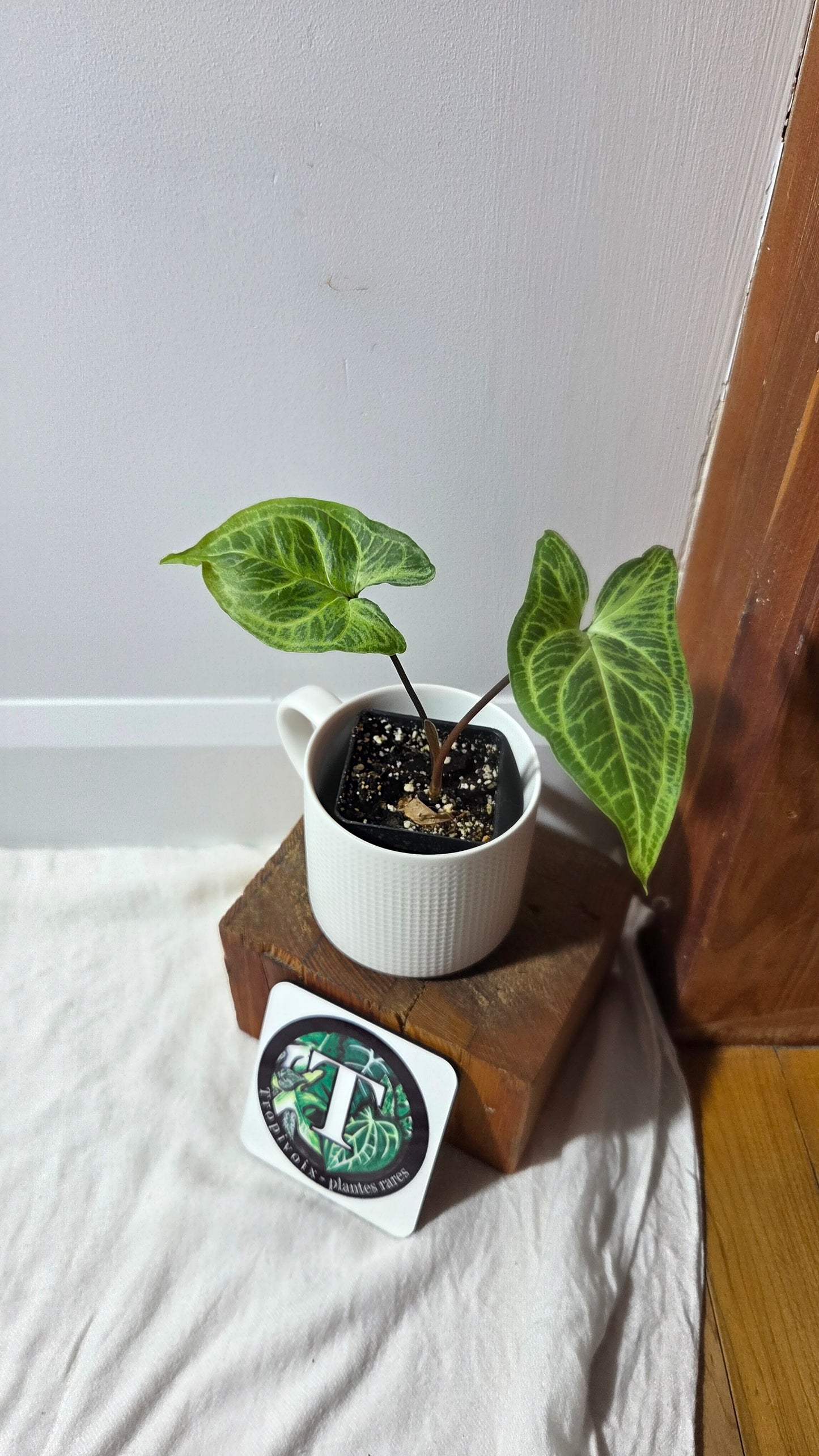 Syngonium Batik (SYN-492)