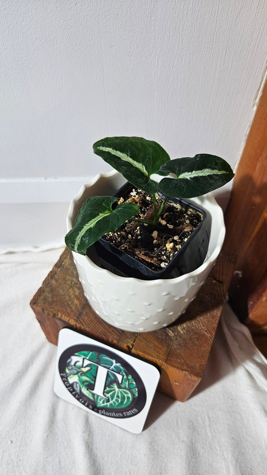 Syngonium Wendlandii (SYN-443)