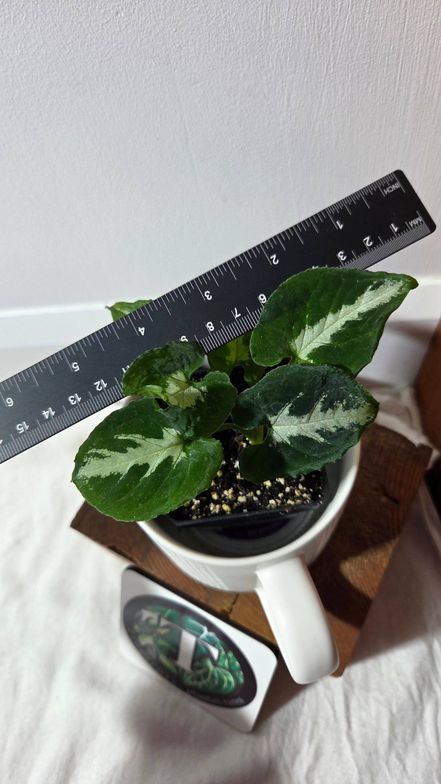 Syngonium Wendlandii "Southern Star"(SYN-483)