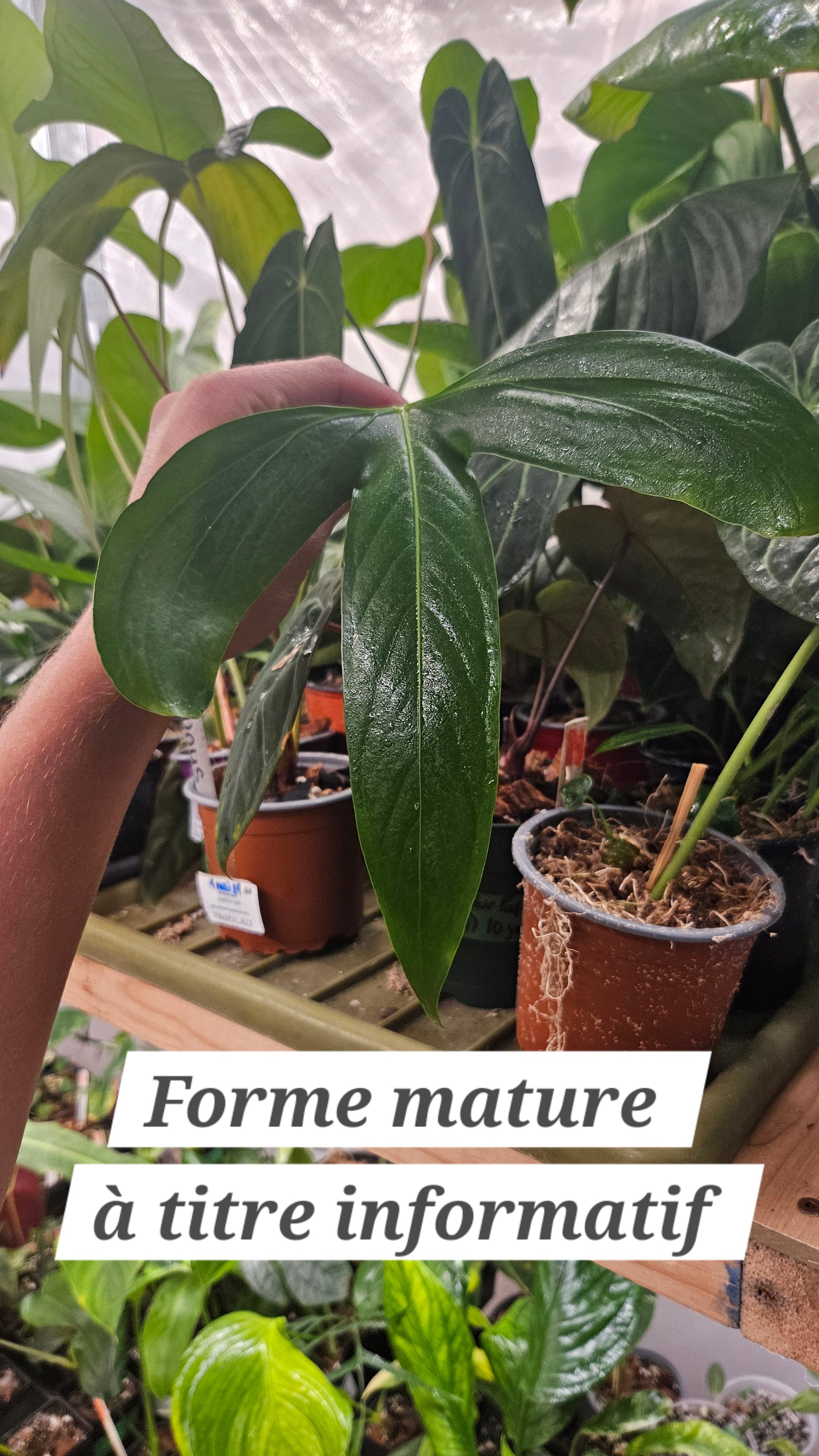 anthurium pinkleyi Anthurium Pinkleyi "SMALL format" (ANT-160)