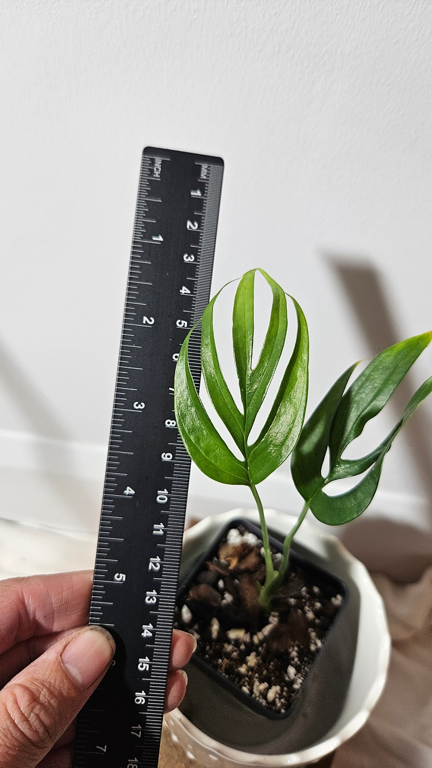 Monstera Subpinnata (MON-208)