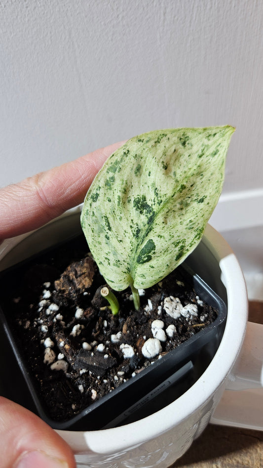 Scindapsus Keraton (SCI-1085)