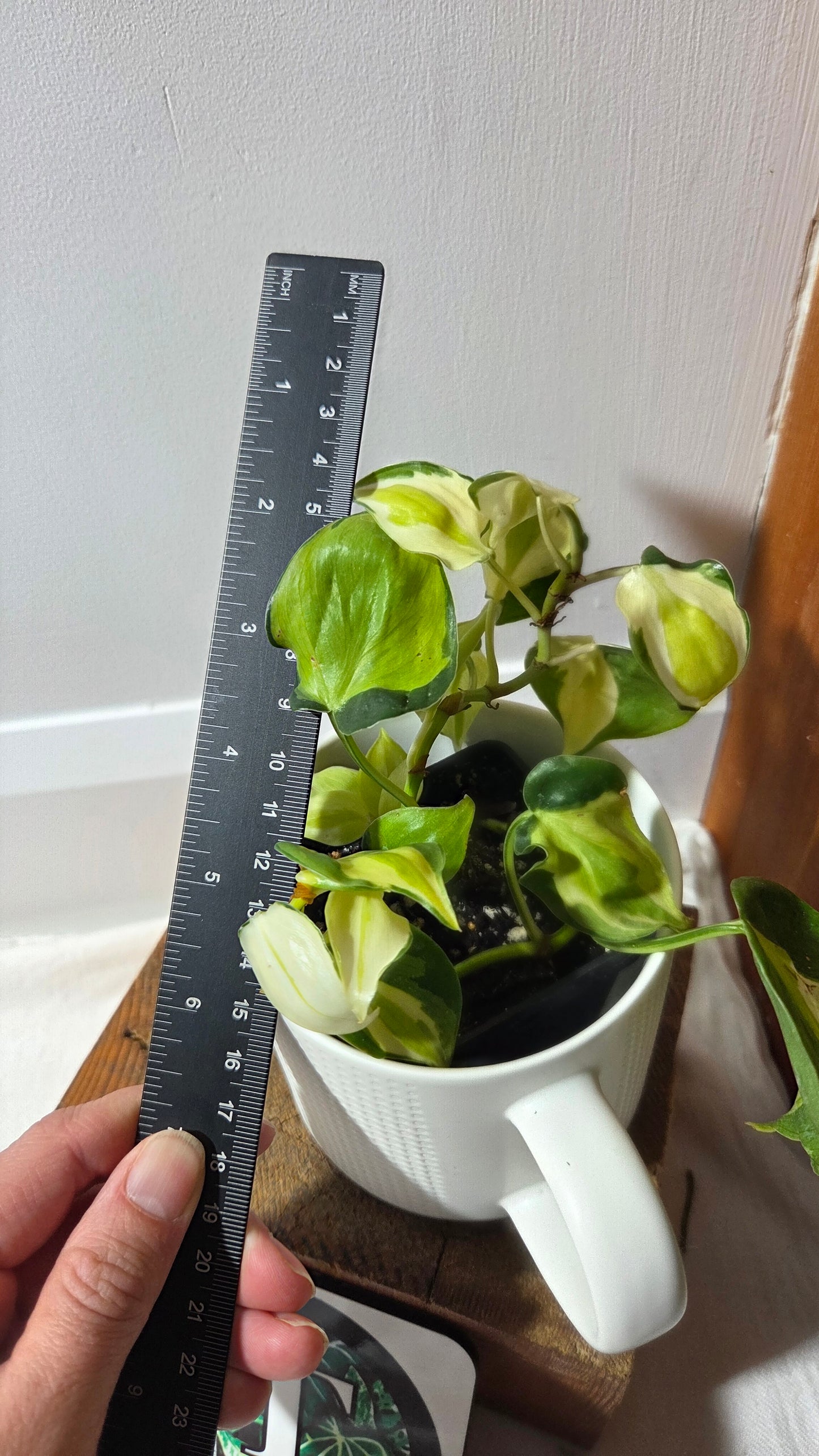 Philodendron Hederaceum Cream Splash (PHI-988)