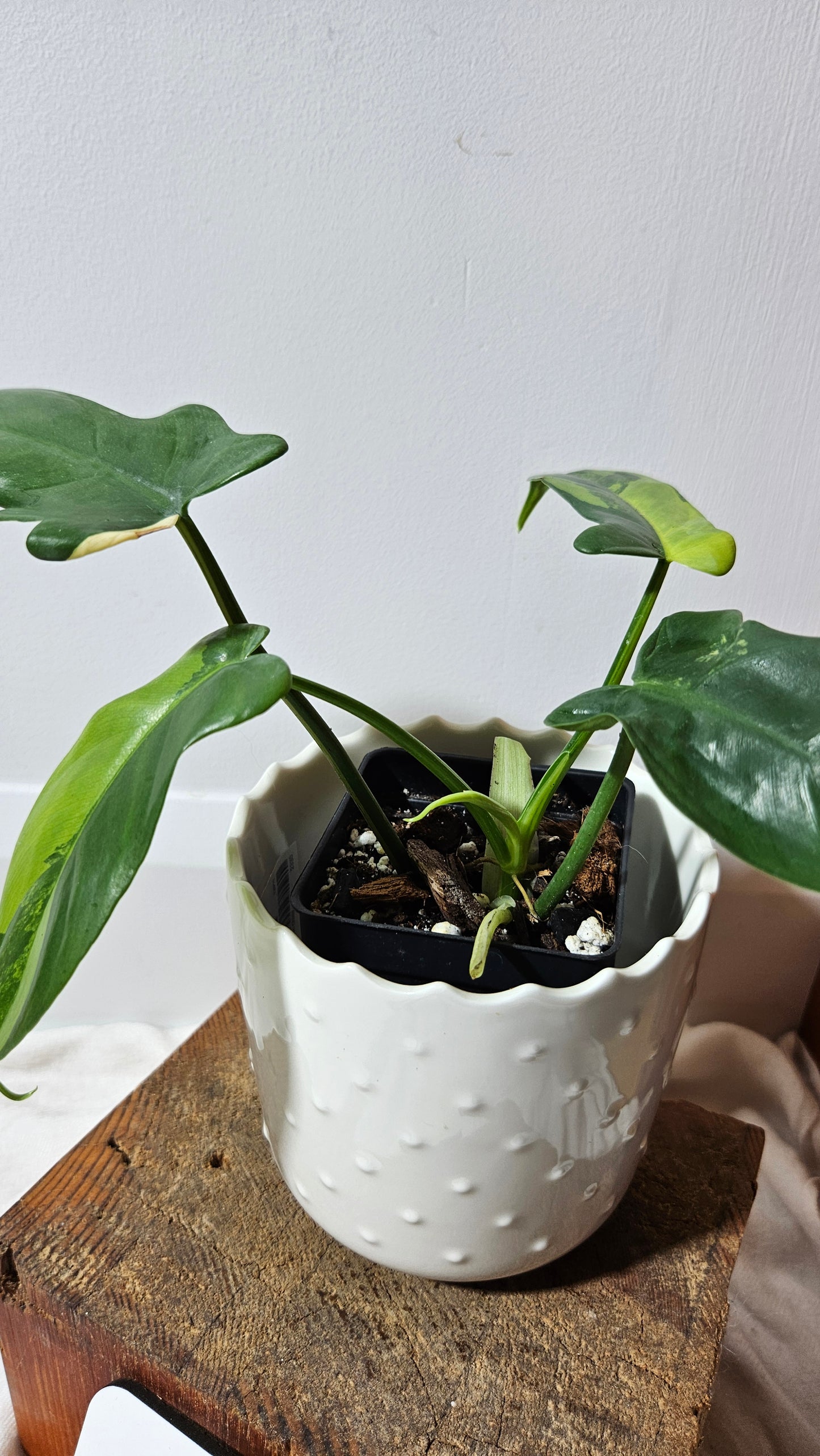 Philodendron Violin Variegata (PHI-584)