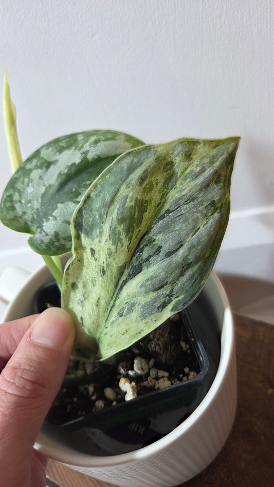 Scindapsus Peasun (SCI-1411)