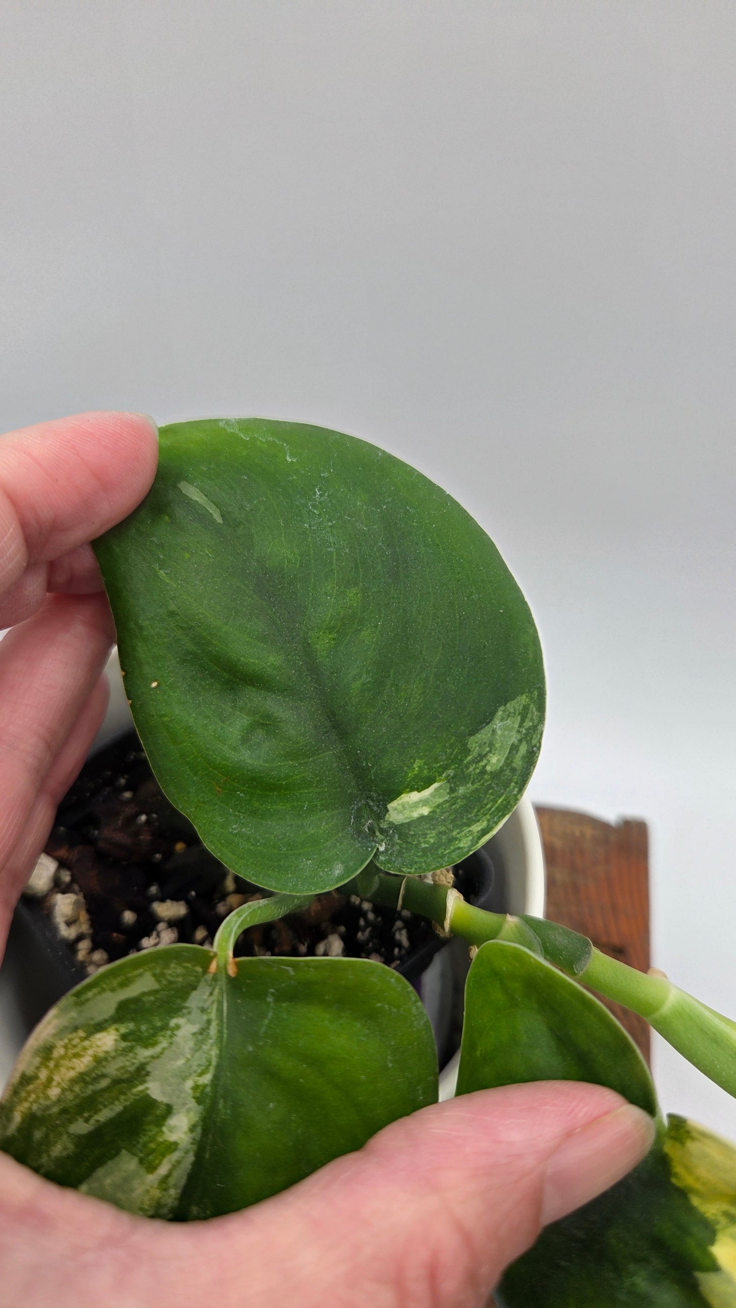 Scindapsus Jade Satin Aurea (SCI-487)