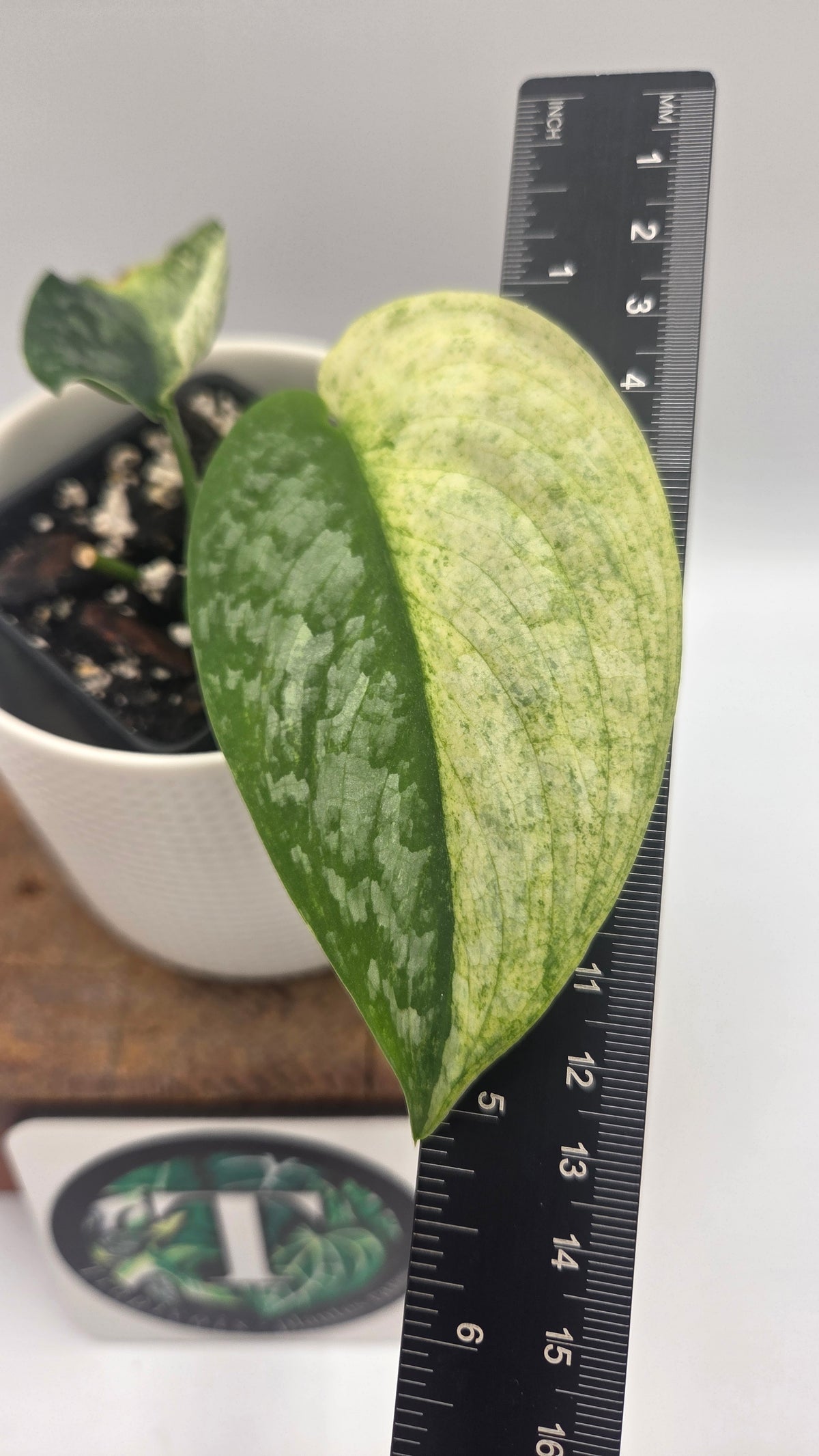 Scindapsus Silver Cloud variegata "Génétique moitié&moitié" (SCI-1523)