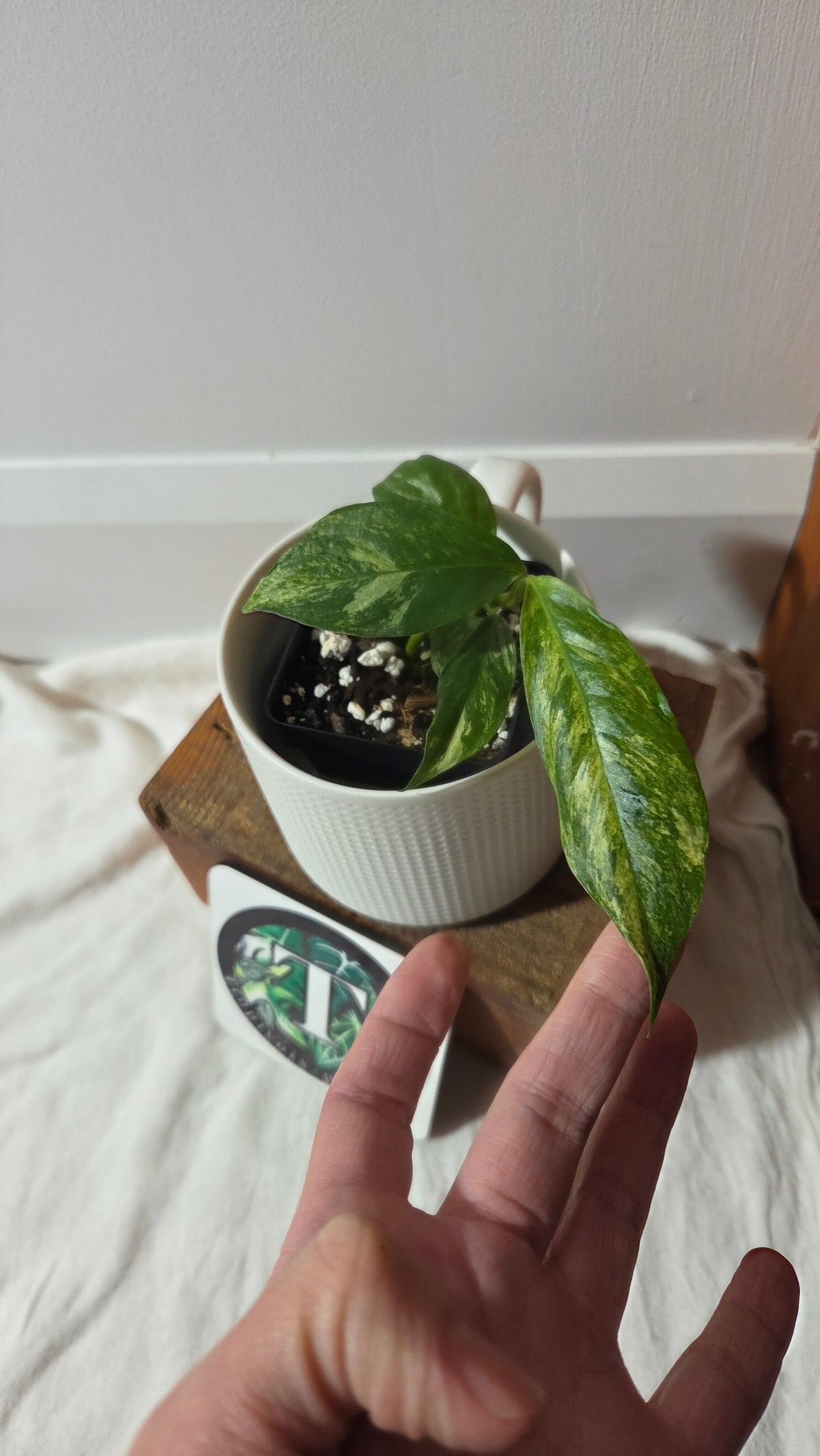 Rhaphidophora Puberula Variegata (AUT-089)