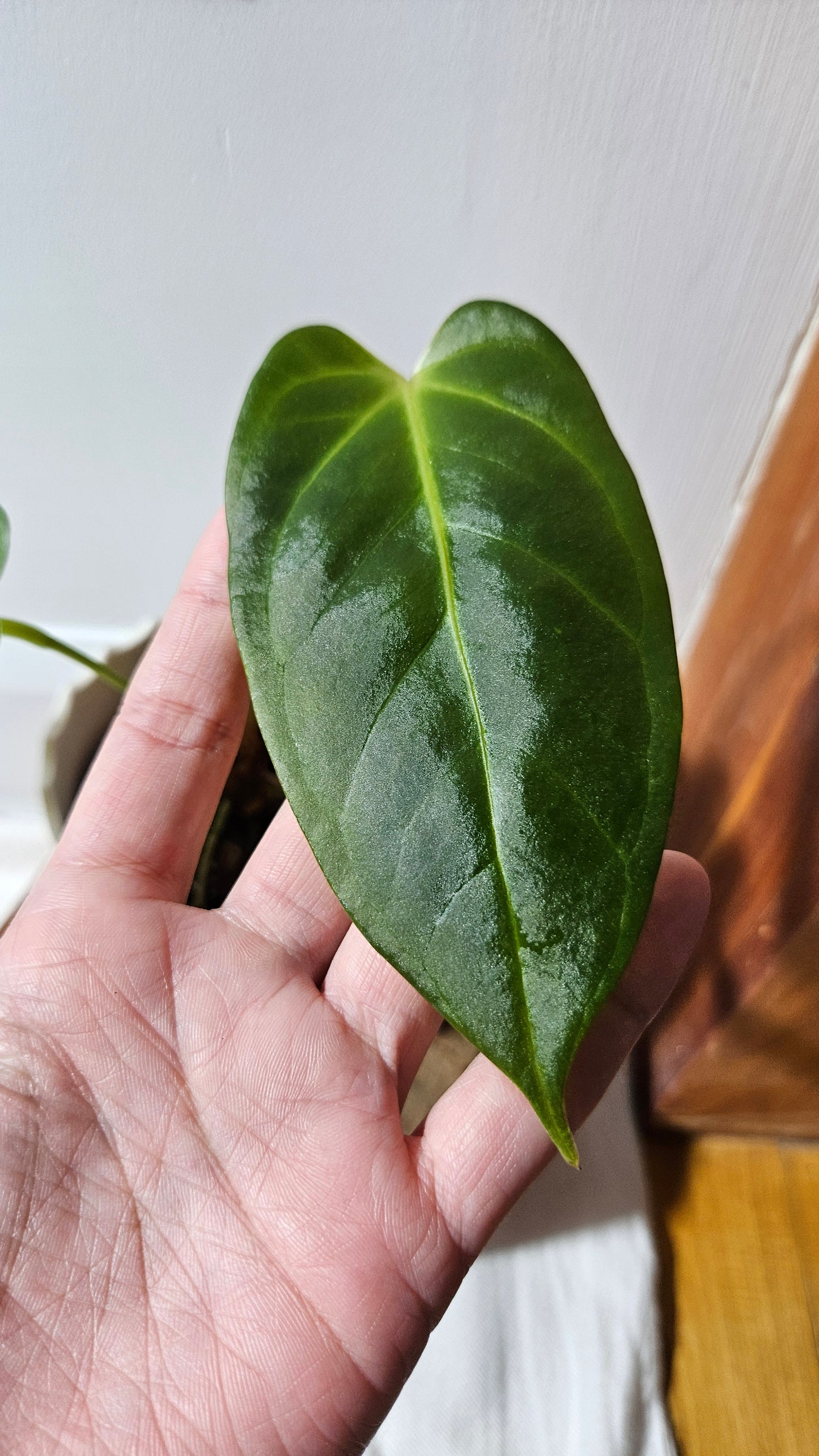 Anthurium Silver Blush X Subsignatum "format MOYEN" (ANT-386)