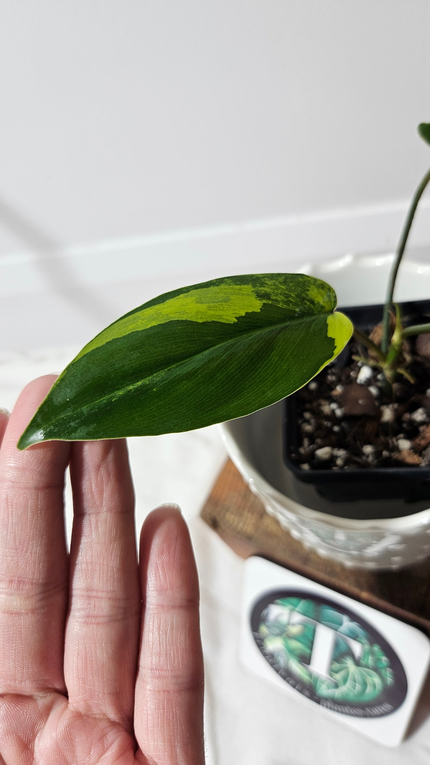 Philodendron Florida Beauty (PHI-535)