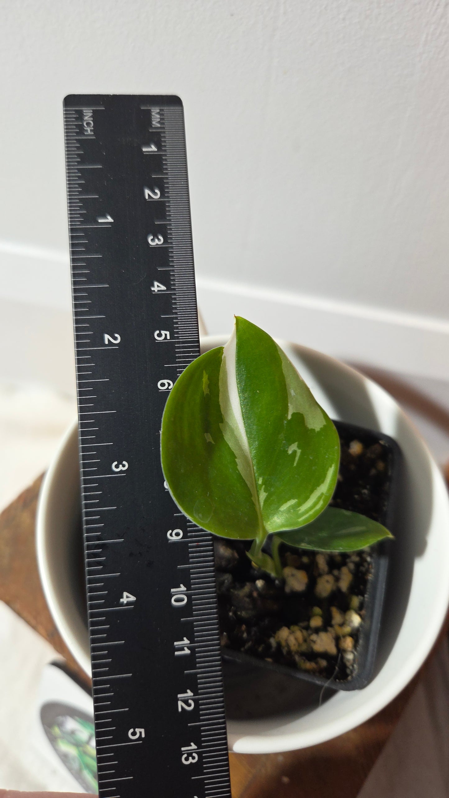 Scindapsus Treubii Moonlight Albo (SCI-1349)