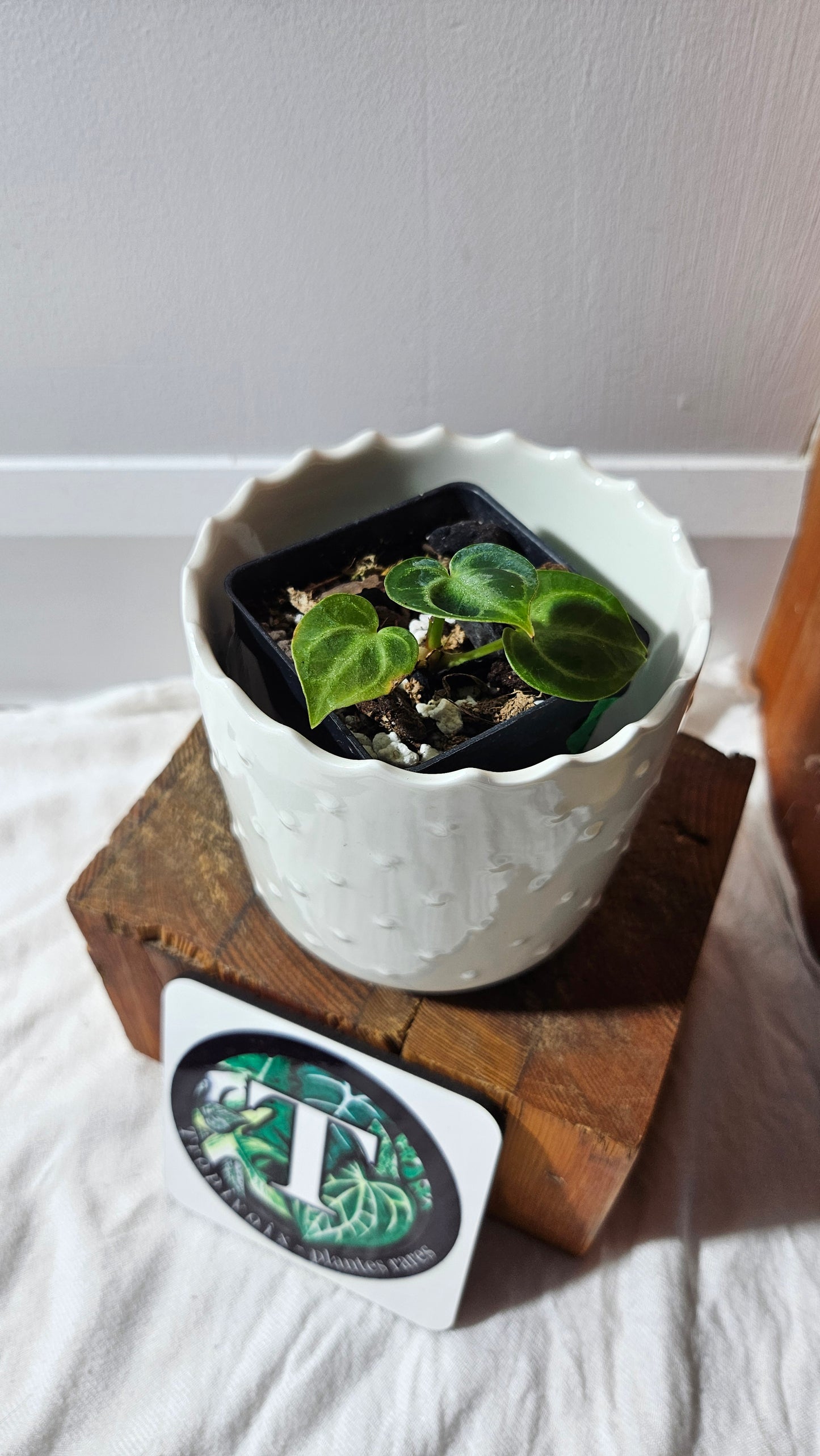 Anthurium Dorayaki Silver "format SEEDLING"( ANT-573)