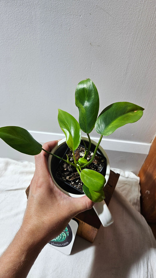 Philodendron Avocado Shake (PHI-917)