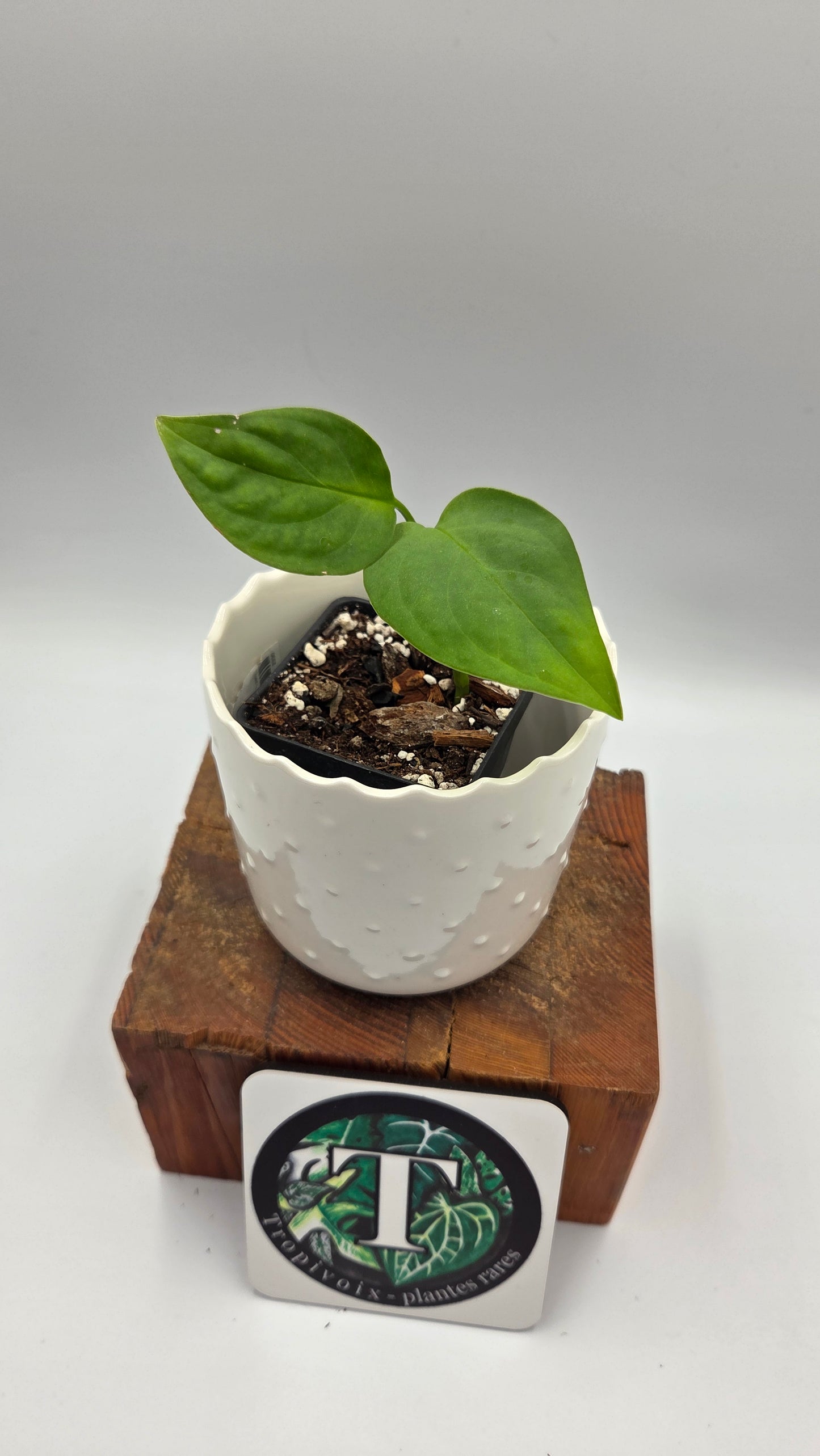 Monstera Esqueletto (MON-543)