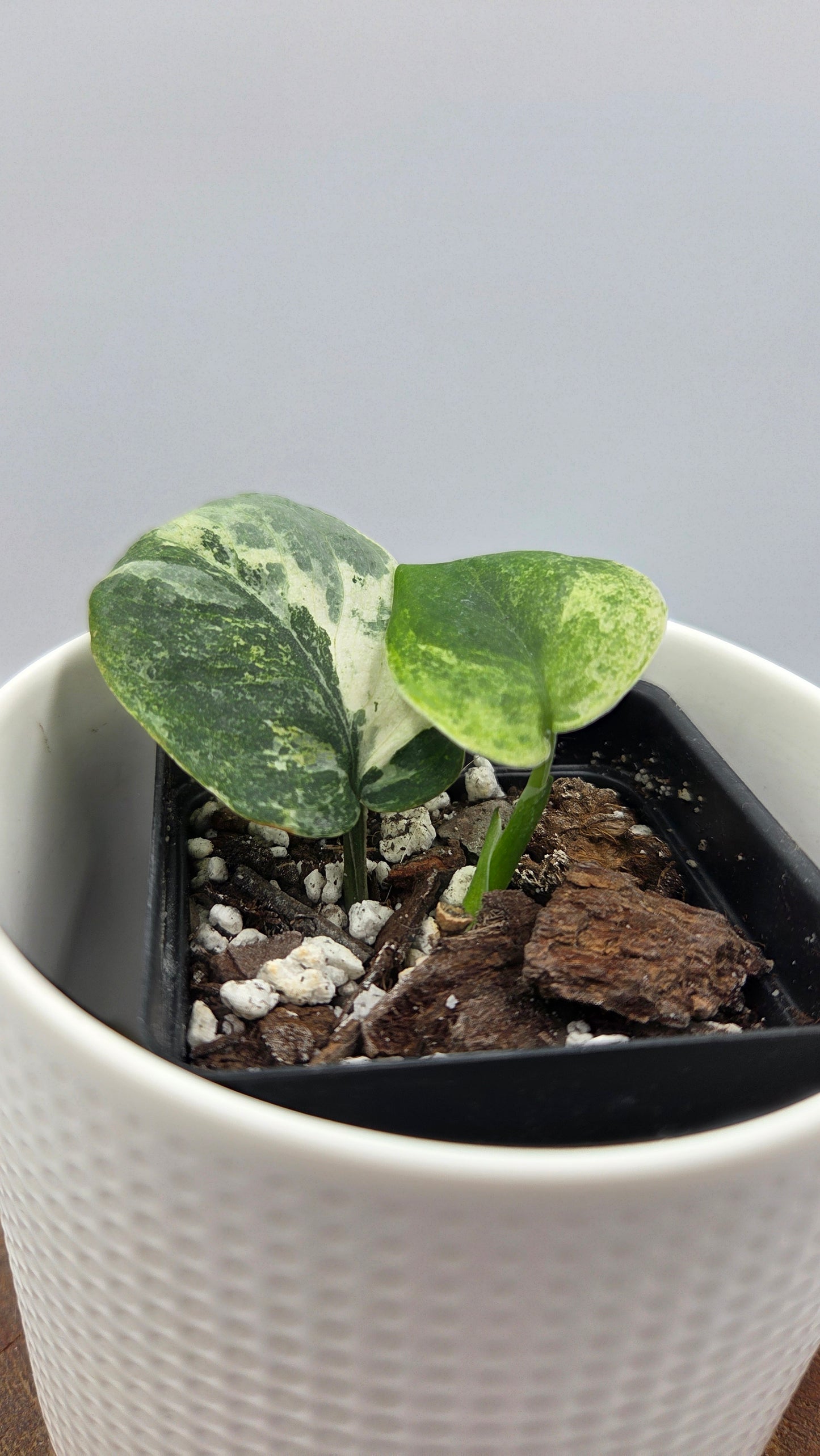 Scindapsus Silver Splash Tricolore (SCI-1436)