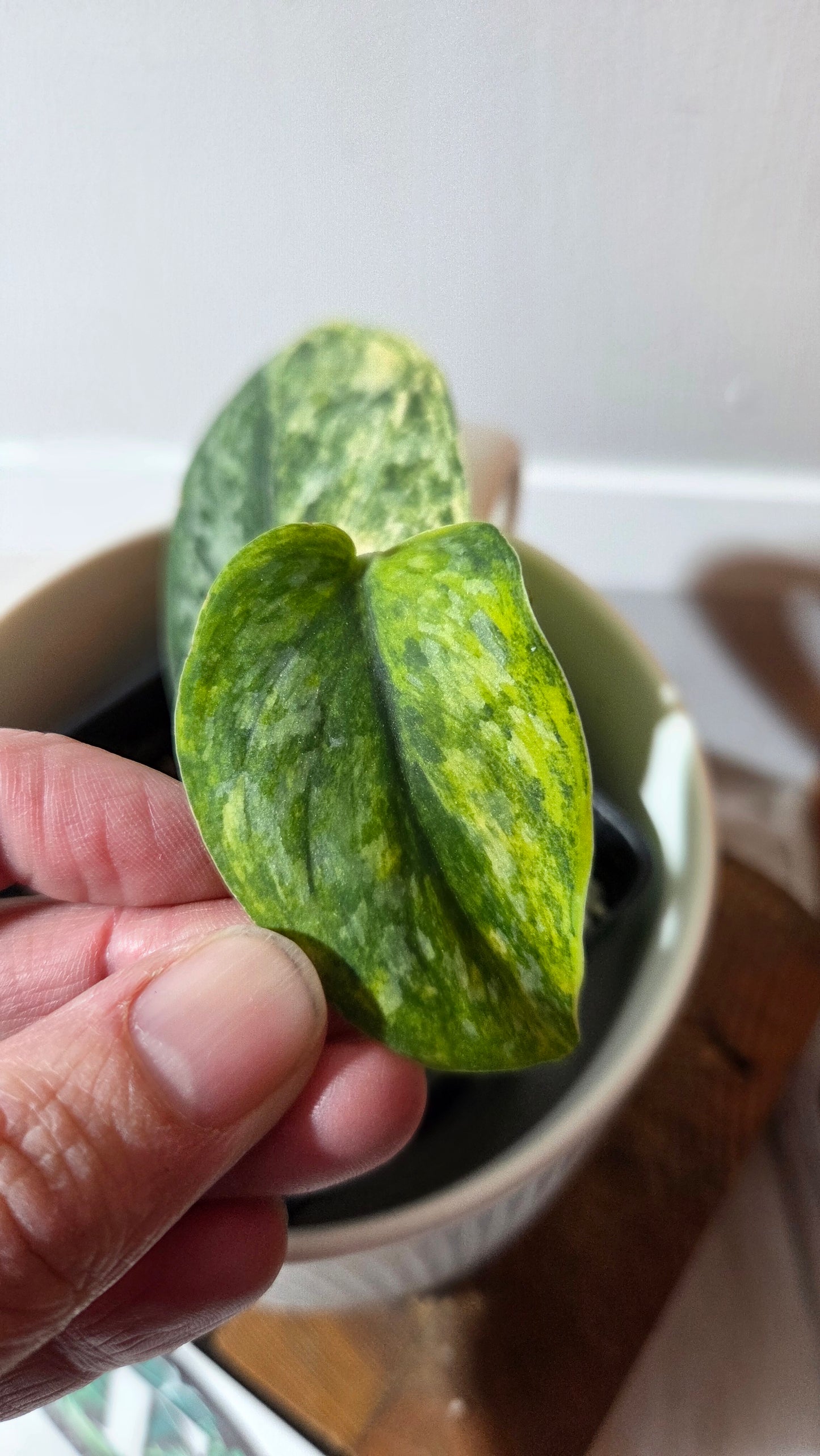 Scindapsus Rajatapura Aurea (SCI-1379)