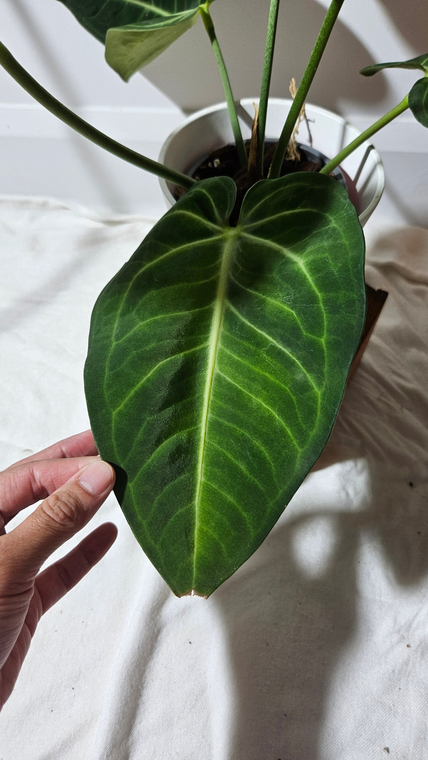 Anthurium Pulcachense Aff Black "format LARGE" (ANT-173)