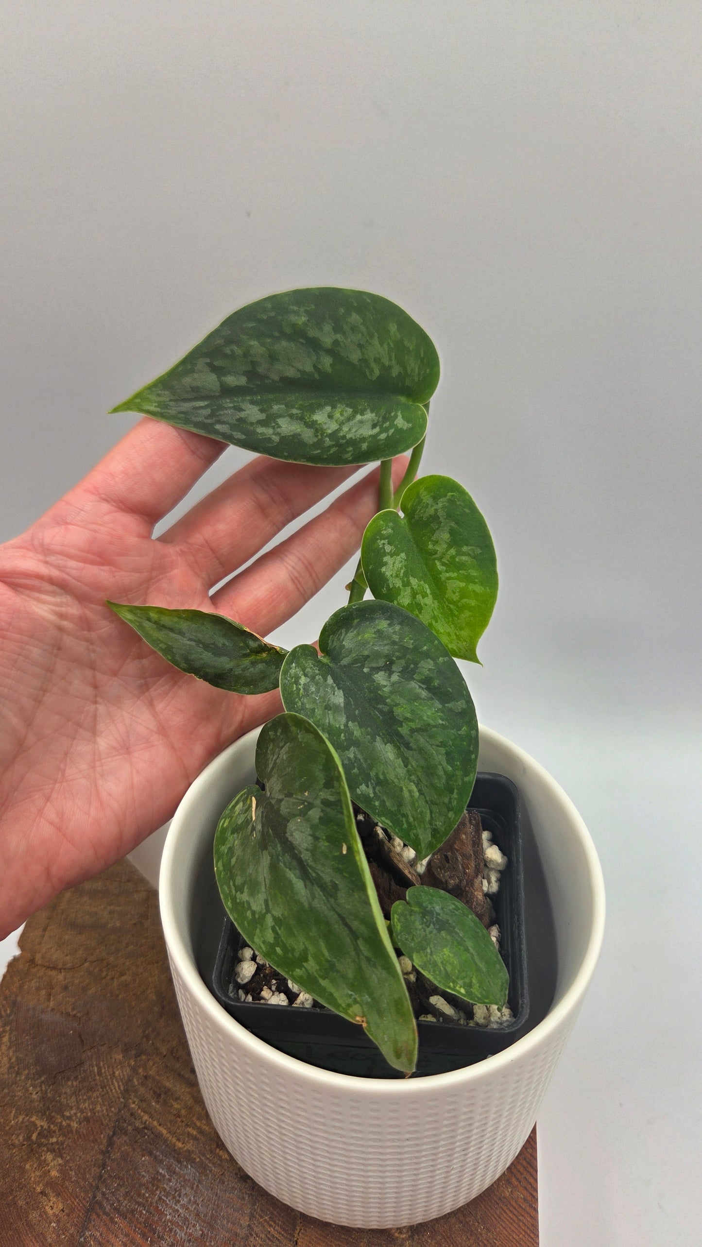 Scindapsus Léopard Variegata (SCI-1194)